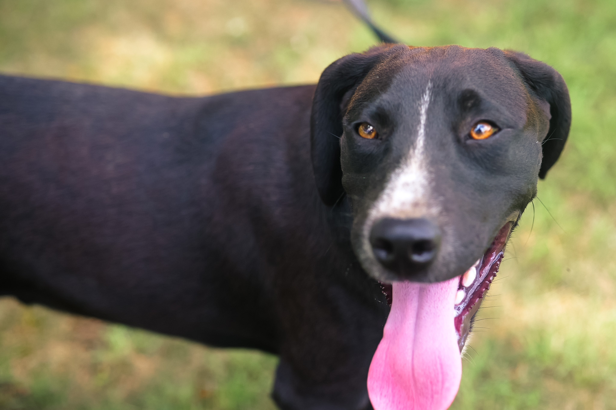 Jim - Transport, Adoptable, Young Male Border Collie & Australian Cattle Dog / Blue Heeler.