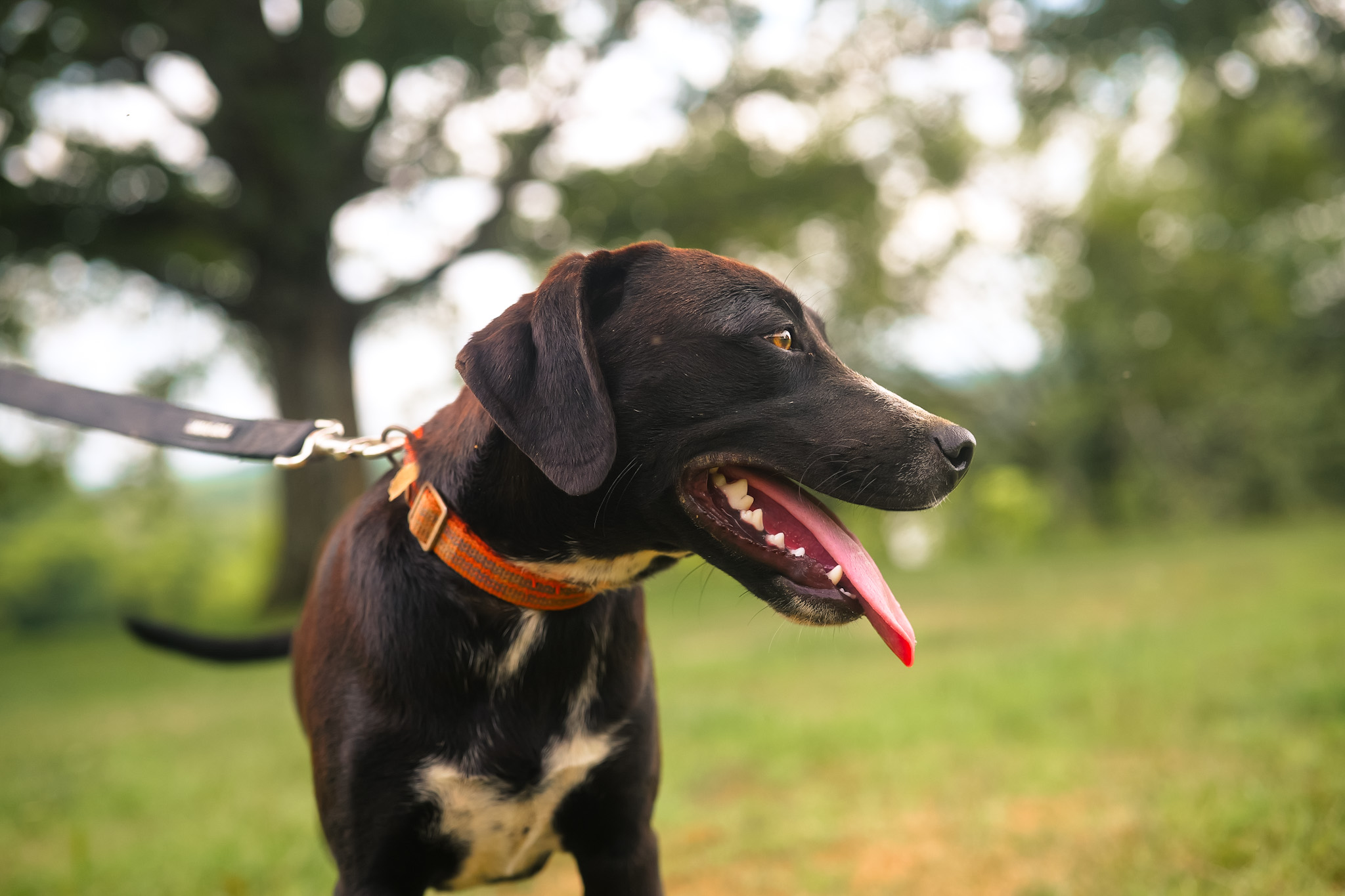 Jim - Transport, a Adoptable mixed breed in Washington, PA image 5/6