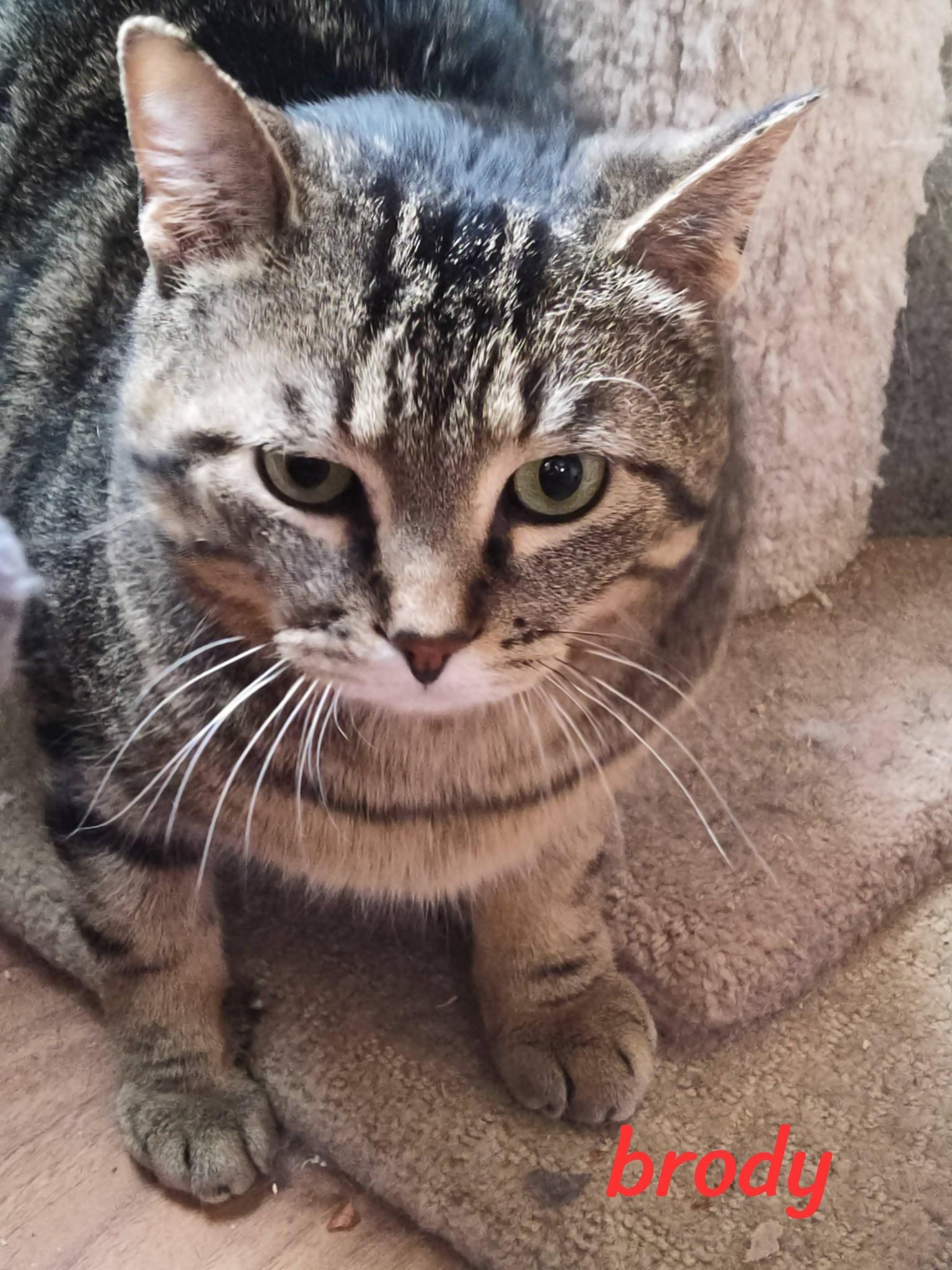 Enlarge Brody, a ADOPTABLE Domestic Short Hair in Spencerville, ON image 2/4