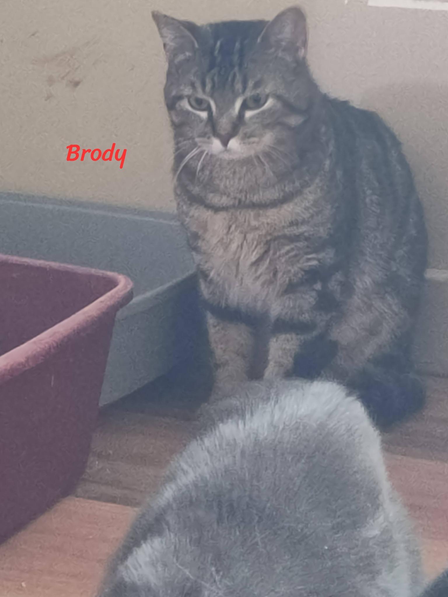 Enlarge Brody, a ADOPTABLE Domestic Short Hair in Spencerville, ON image 3/4