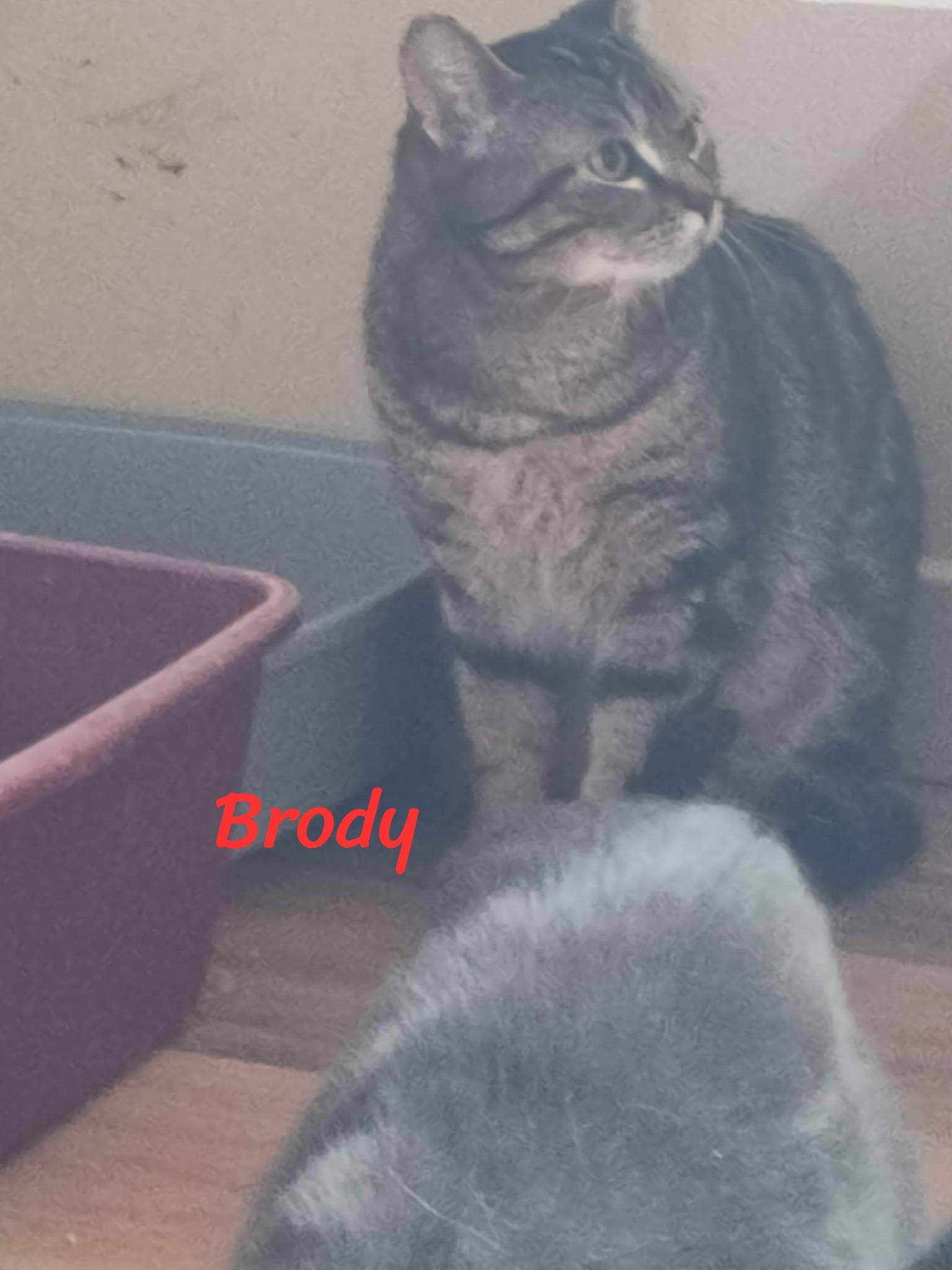 Enlarge Brody, a ADOPTABLE Domestic Short Hair in Spencerville, ON image 4/4
