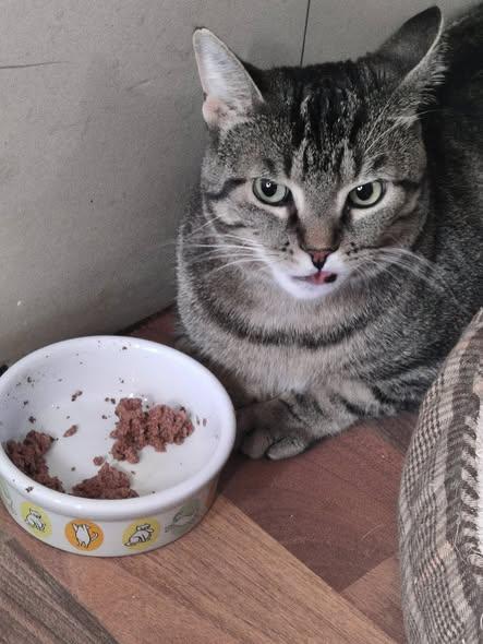 Enlarge Brody, a ADOPTABLE Domestic Short Hair in Spencerville, ON image 2/6