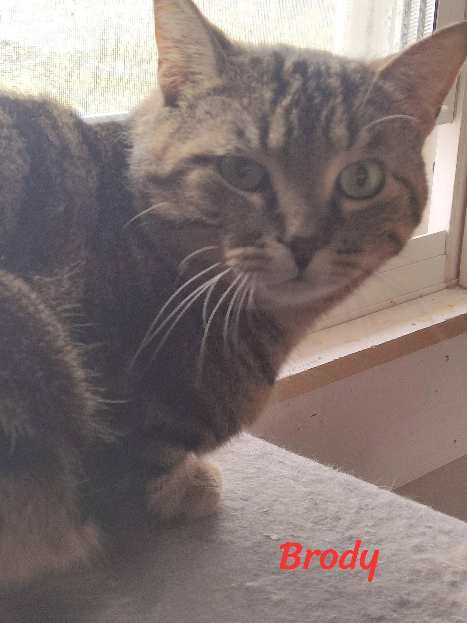 Enlarge Brody, a ADOPTABLE Domestic Short Hair in Spencerville, ON image 1/4