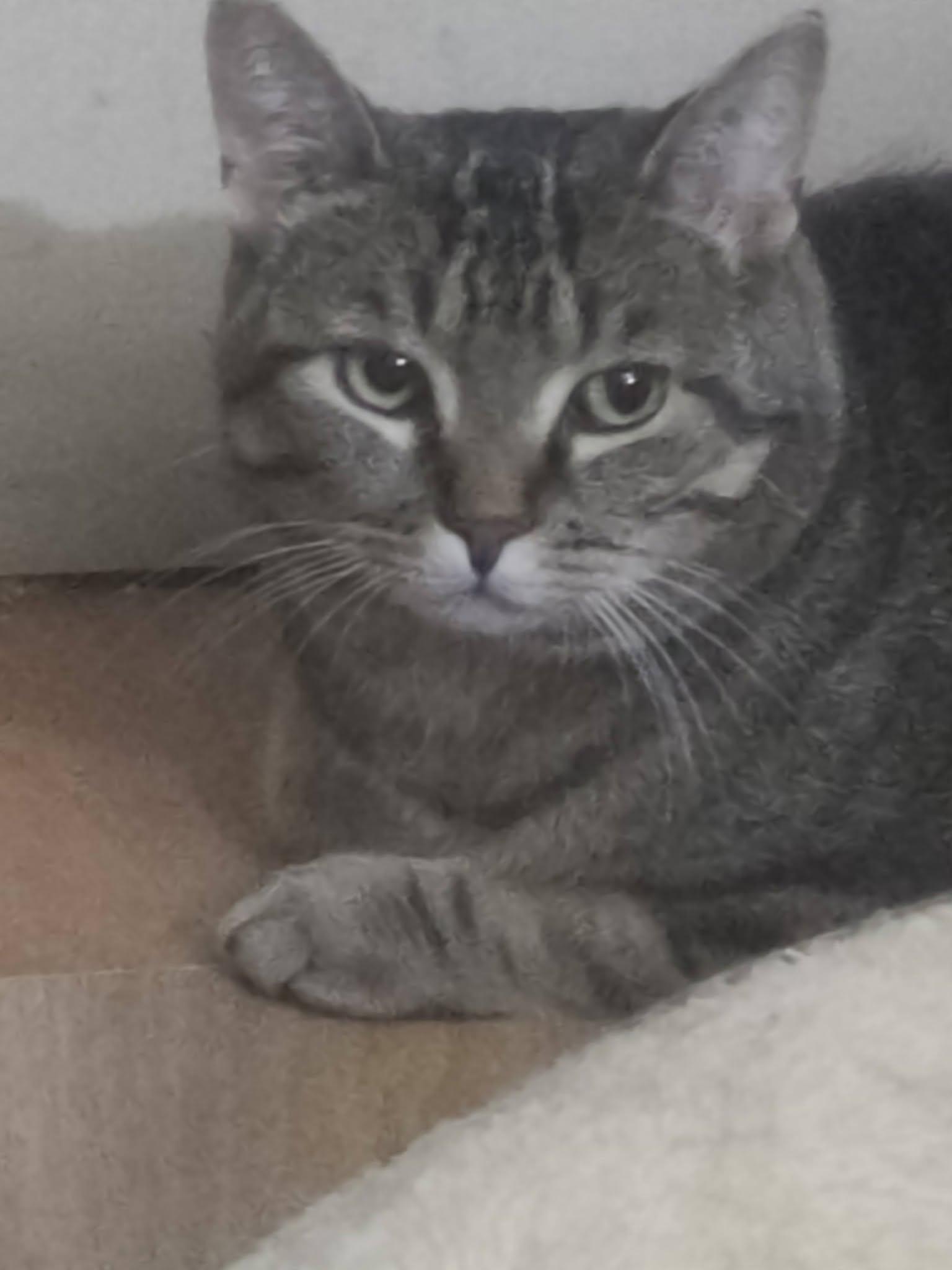 Enlarge Brody, a ADOPTABLE Domestic Short Hair in Spencerville, ON image 1/6