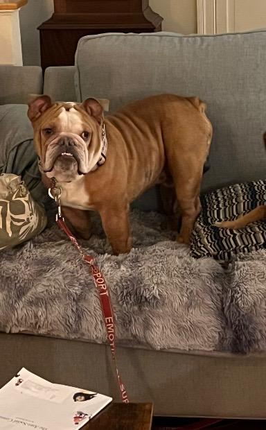 Cleo, Adoptable, Adult Female Bulldog.