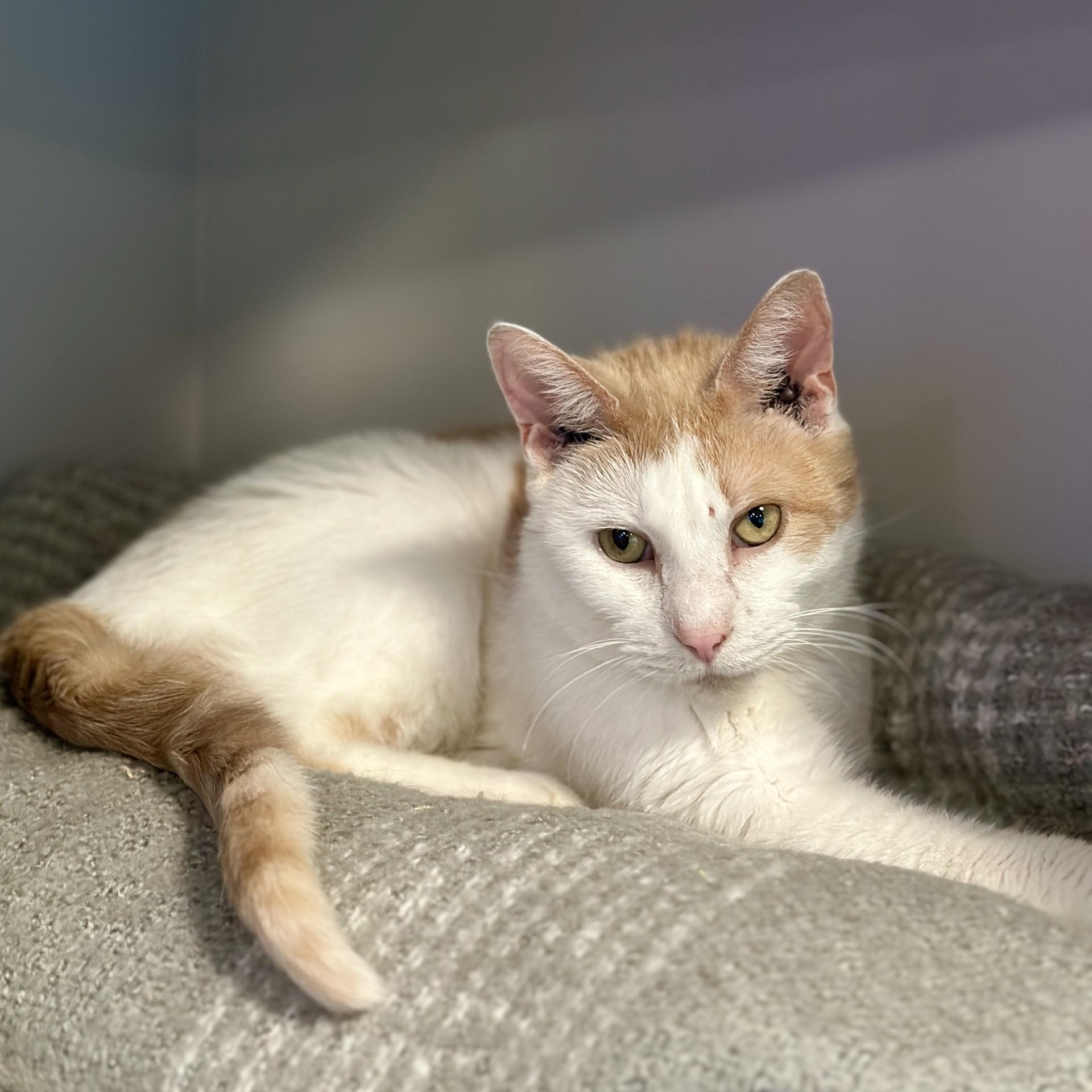 Enlarge Nugget, an adoptable Domestic Short Hair in Victor, NY image 4/5