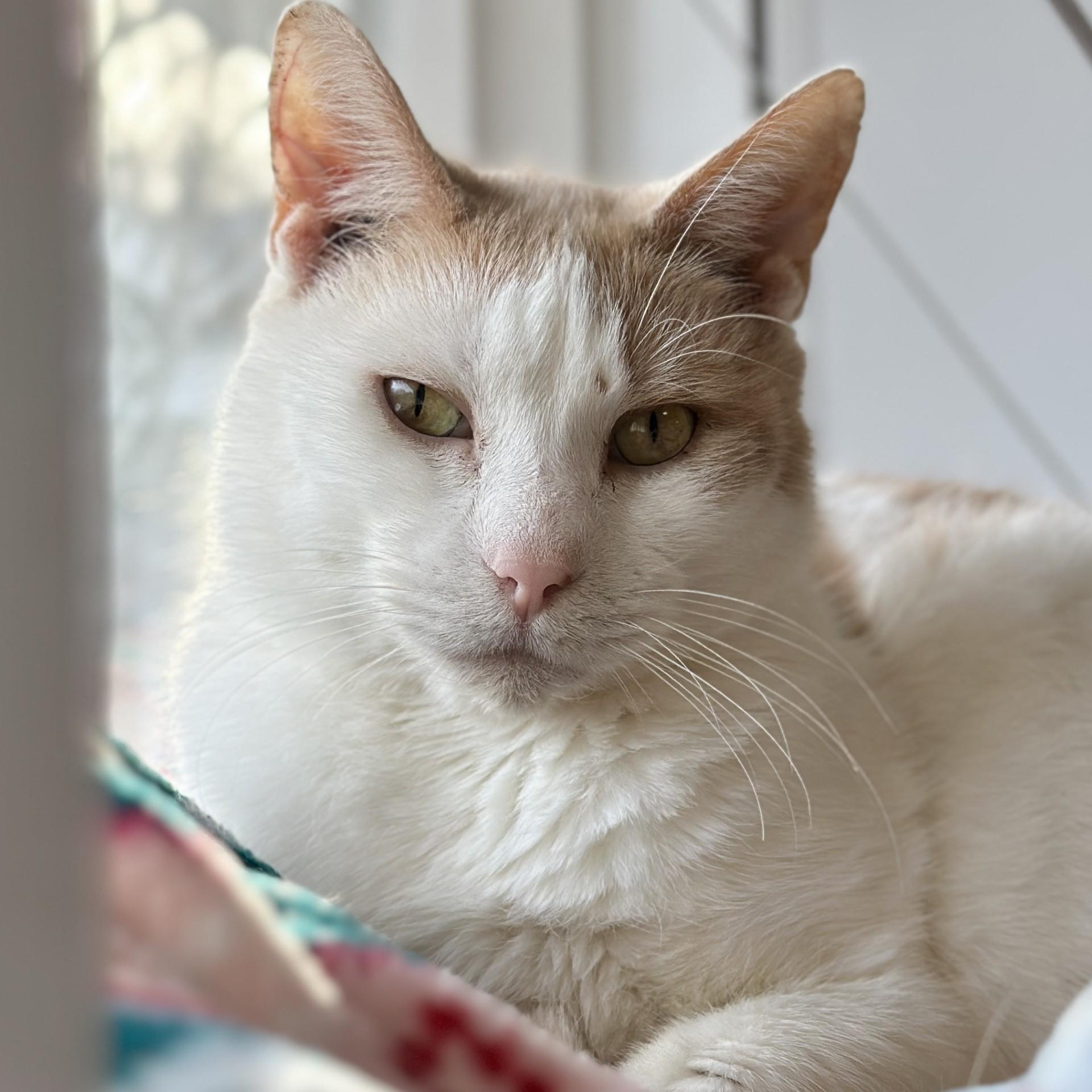 Nugget, adoptable, Senior Male Domestic Short Hair.