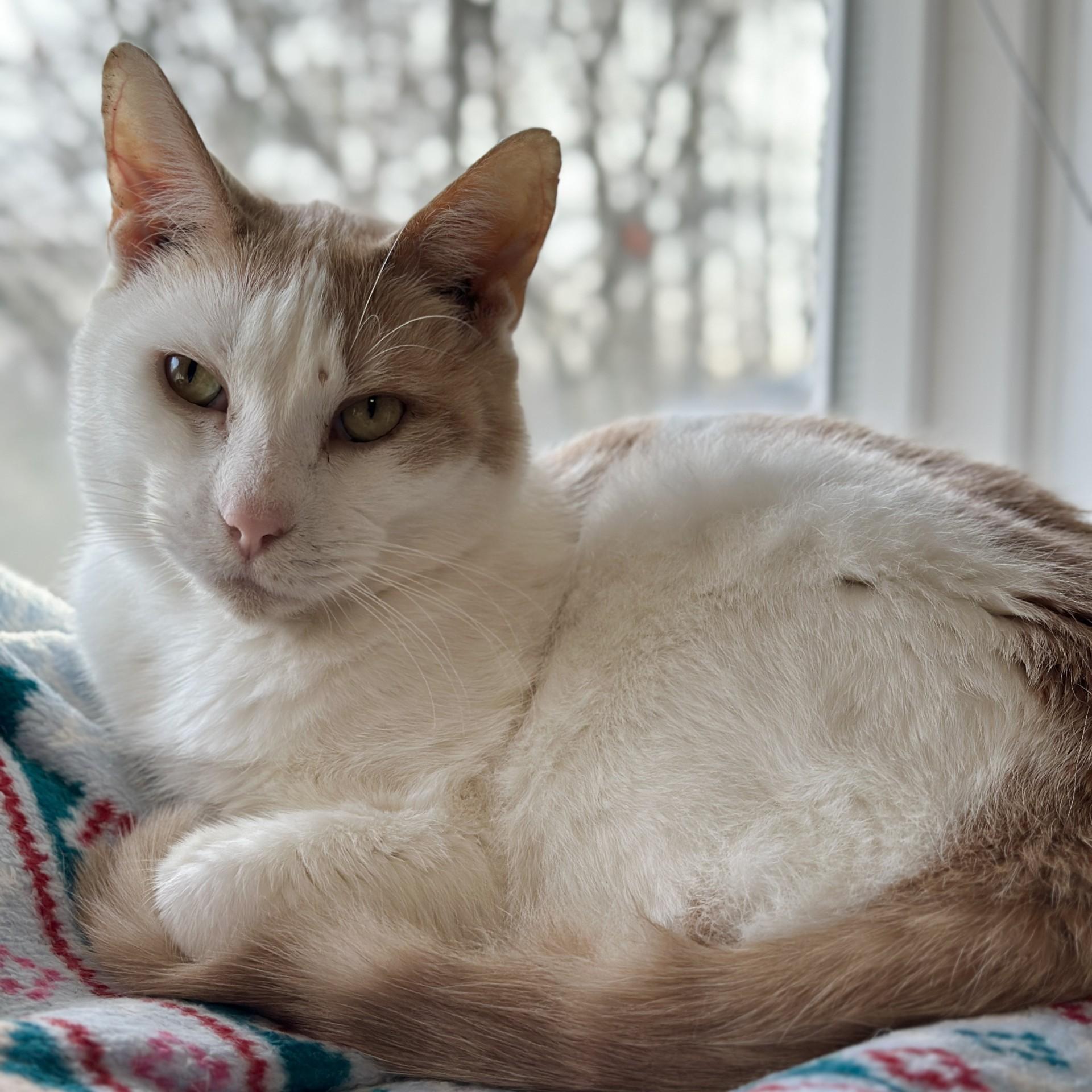 Enlarge Nugget, an adoptable Domestic Short Hair in Victor, NY image 2/5