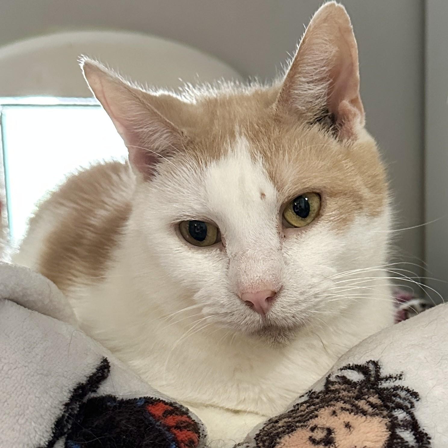 Enlarge Nugget, an adoptable Domestic Short Hair in Victor, NY image 5/5