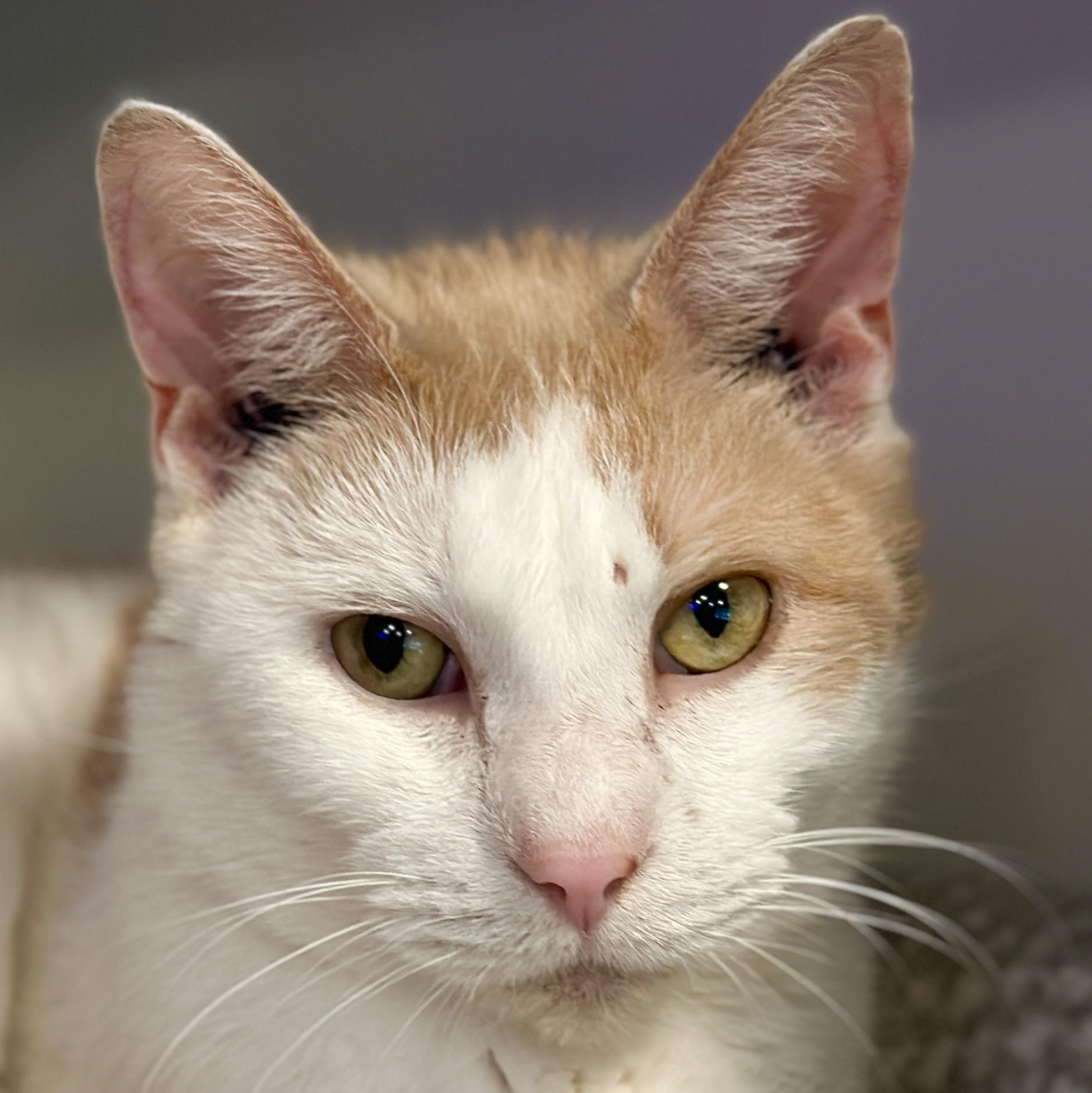 Enlarge Nugget, an adoptable Domestic Short Hair in Victor, NY image 3/5