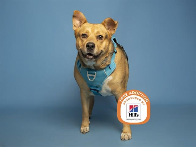 Enlarge AMELIA, a Adoptable mixed breed in Phoenix, AZ image 1/1