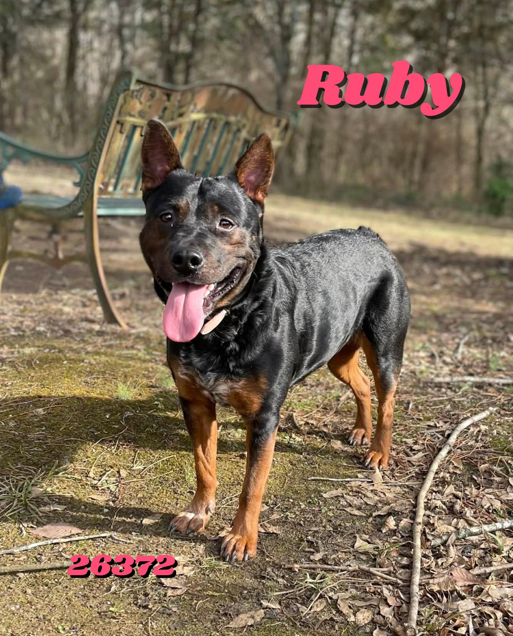 Ruby, a ADOPTABLE mixed breed in Oak Ridge, TN image 1/4