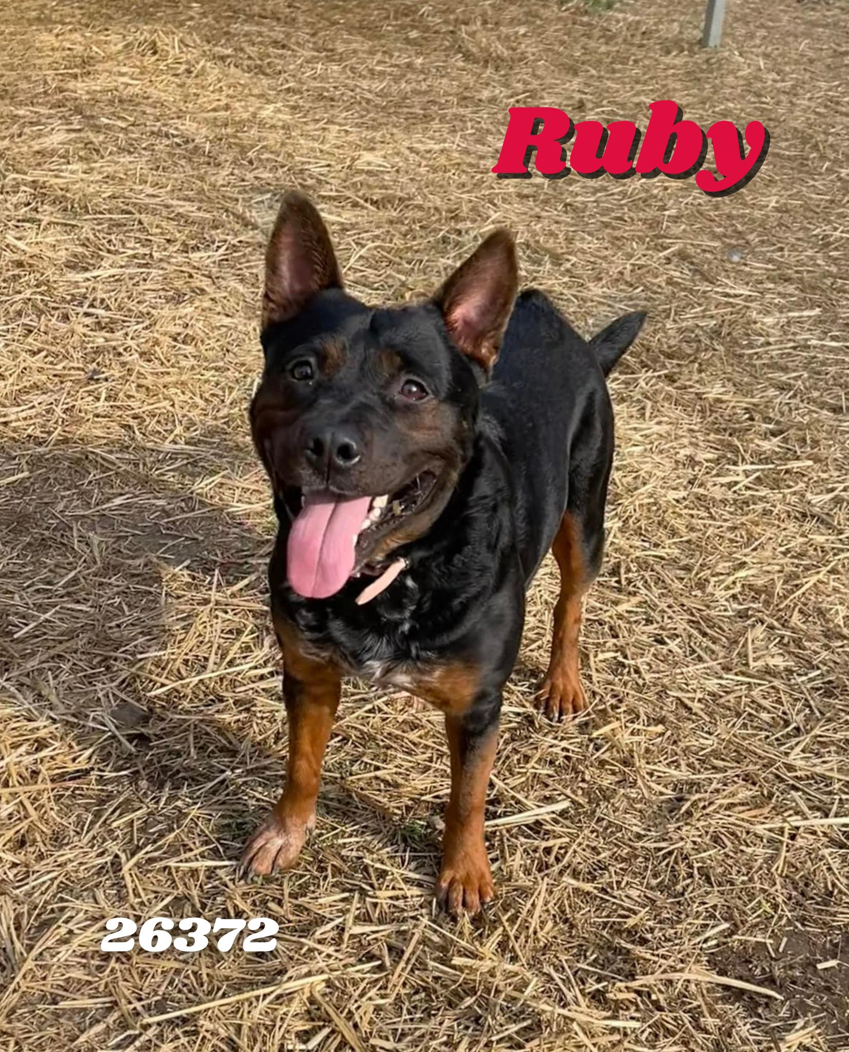 Ruby, a ADOPTABLE mixed breed in Oak Ridge, TN image 2/4