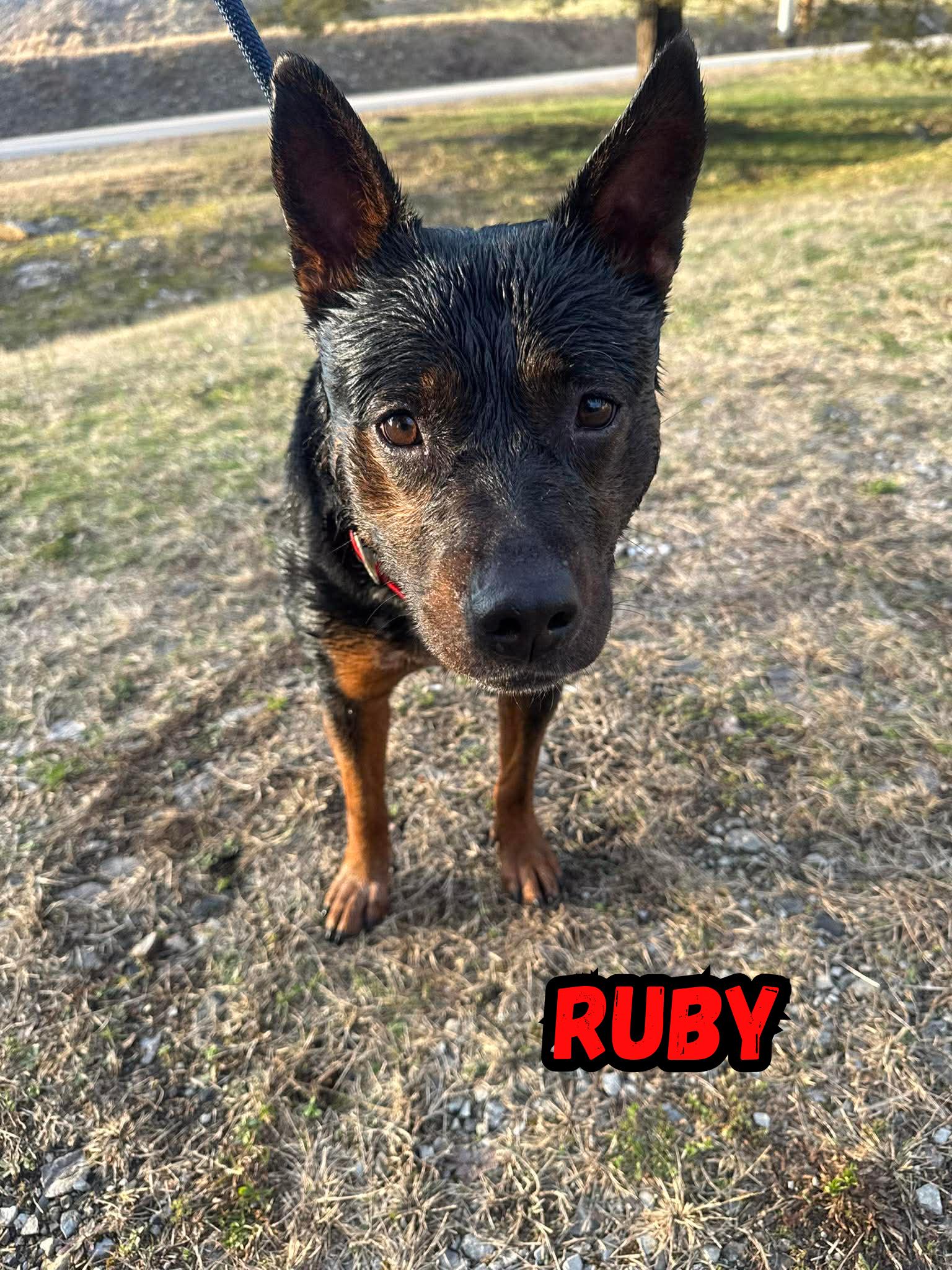 Ruby, a ADOPTABLE mixed breed in Oak Ridge, TN image 3/4