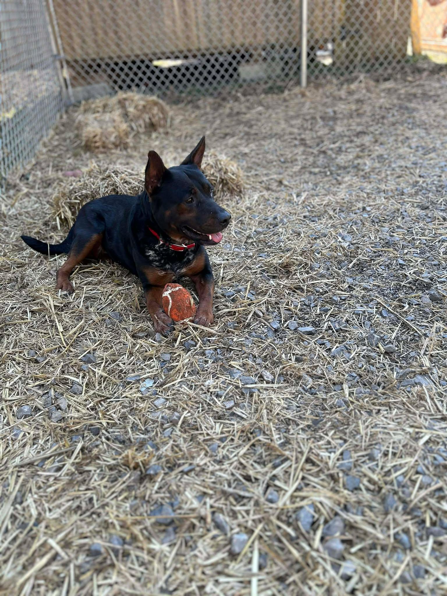 Ruby, a ADOPTABLE mixed breed in Oak Ridge, TN image 4/4