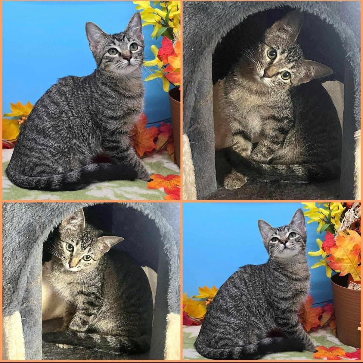 Chesapeake, an adoptable Tabby, Domestic Short Hair in Lubbock, TX, 79407 | Photo Image 1