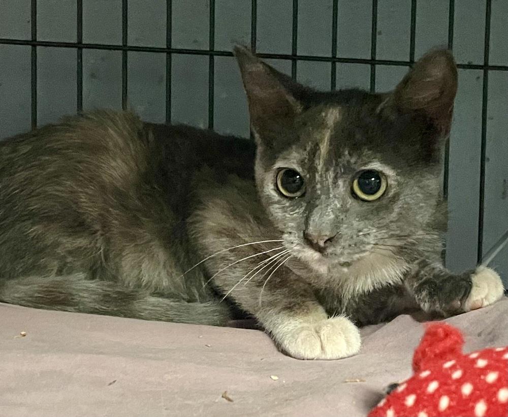 Pickle 2, Adoptable, Kitten Female Domestic Short Hair.