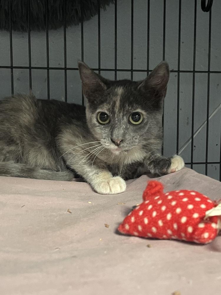 Pickle 2, a Adoptable Domestic Short Hair in Orlando, FL image 2/6