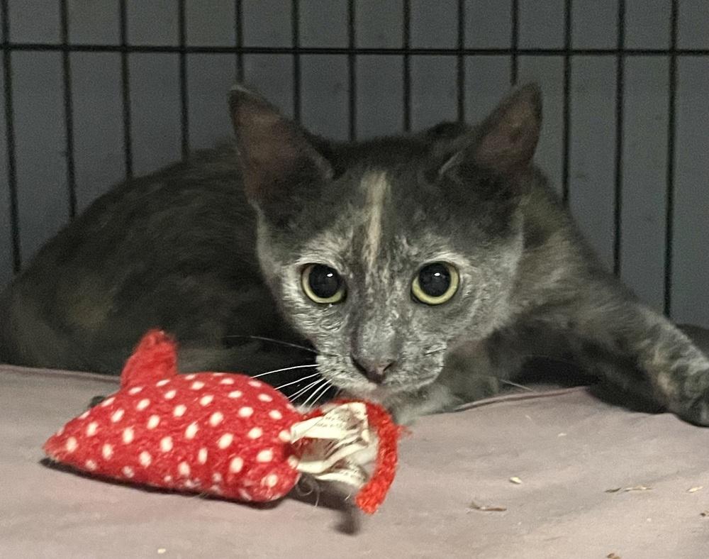 Pickle 2, a Adoptable Domestic Short Hair in Orlando, FL image 3/6