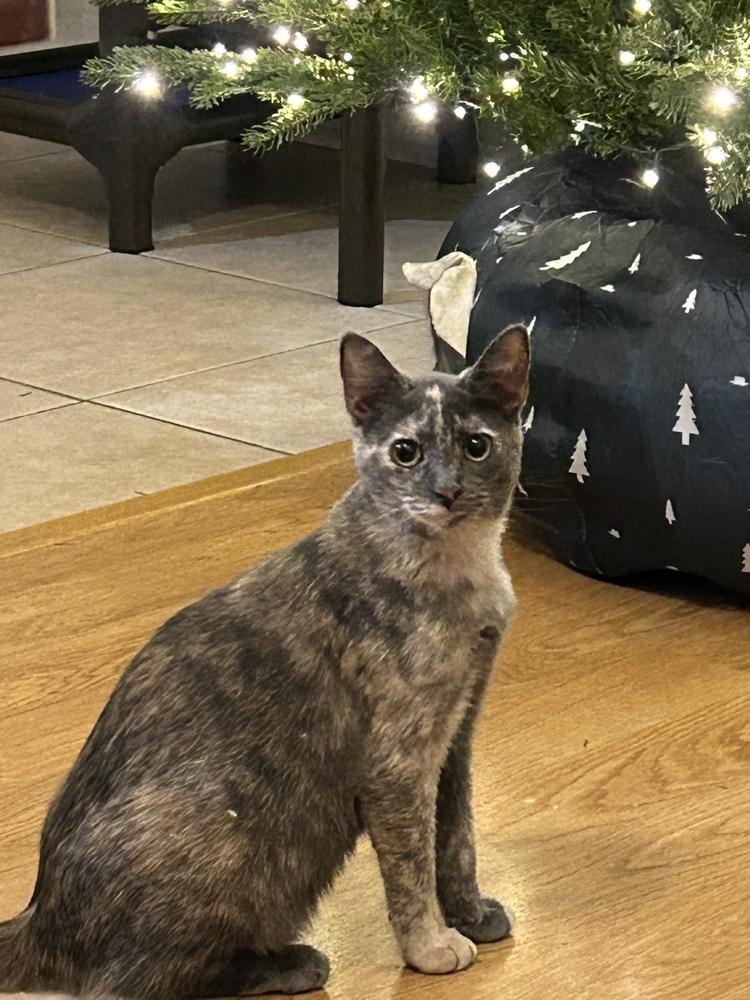 Pickle 2, a Adoptable Domestic Short Hair in Orlando, FL image 5/6