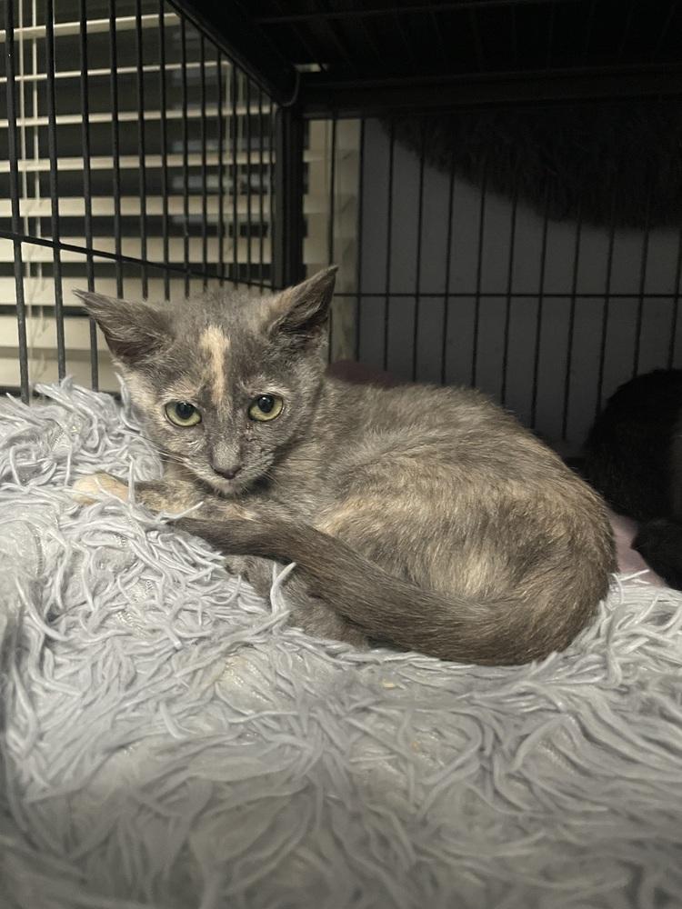 Pickle 2, a Adoptable Domestic Short Hair in Orlando, FL image 6/6