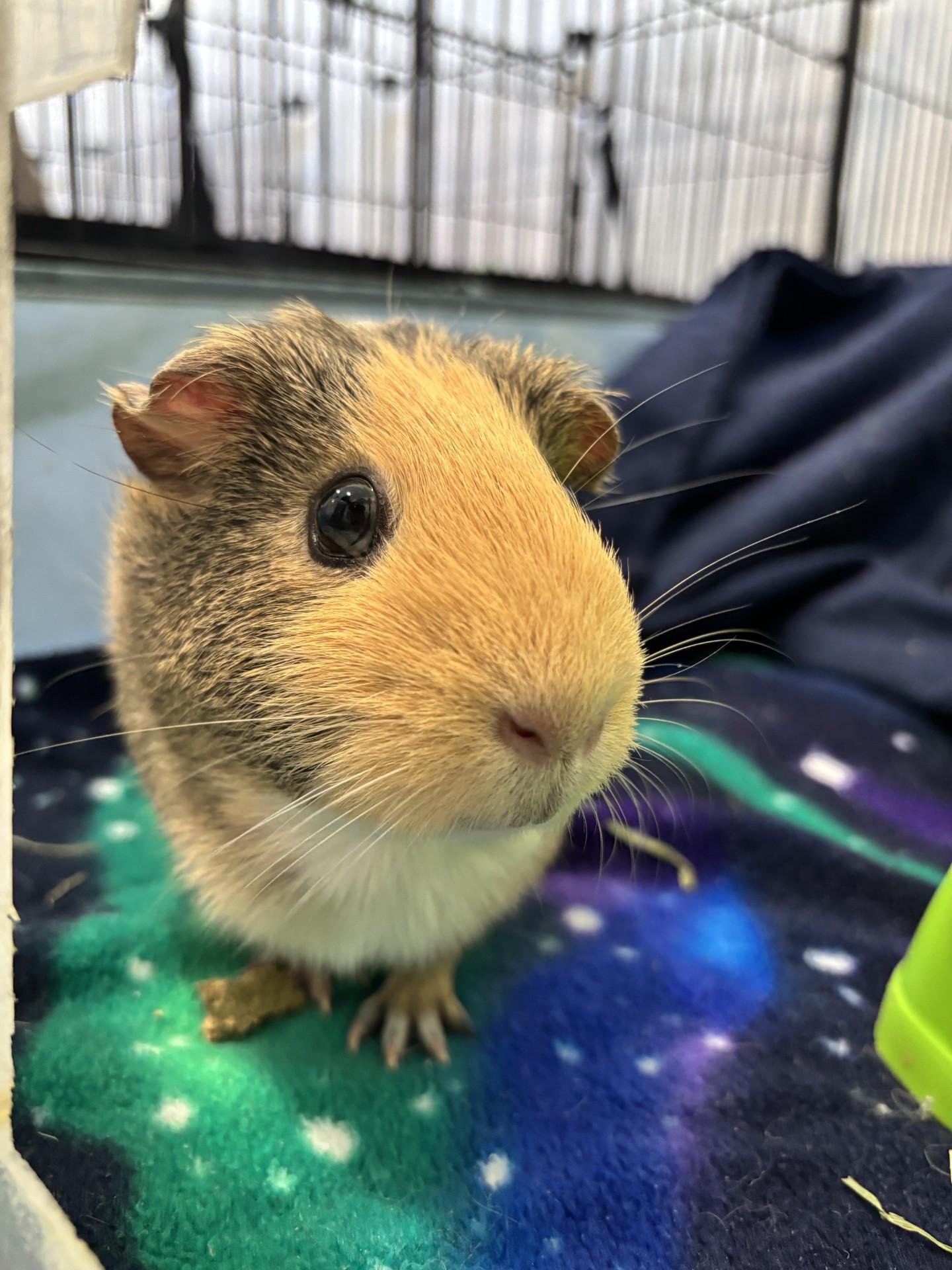 Poppy, Adult Female Guinea Pig