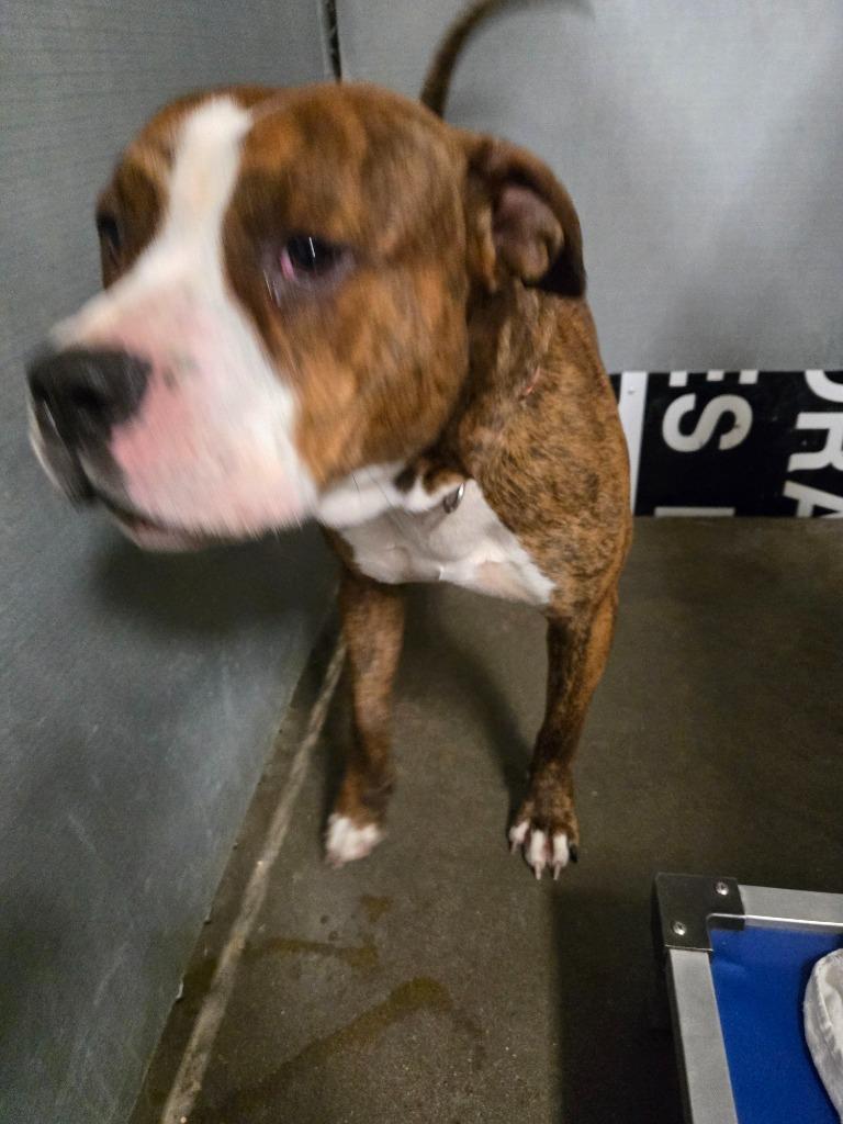 Enlarge Zeus, a Adoptable Pit Bull Terrier in Saint Clairsville, OH image 1/3