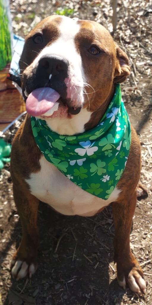 Enlarge Zeus, a Adoptable Pit Bull Terrier in Saint Clairsville, OH image 2/3