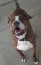 Enlarge Zeus, a Adoptable Pit Bull Terrier in Saint Clairsville, OH image 3/3