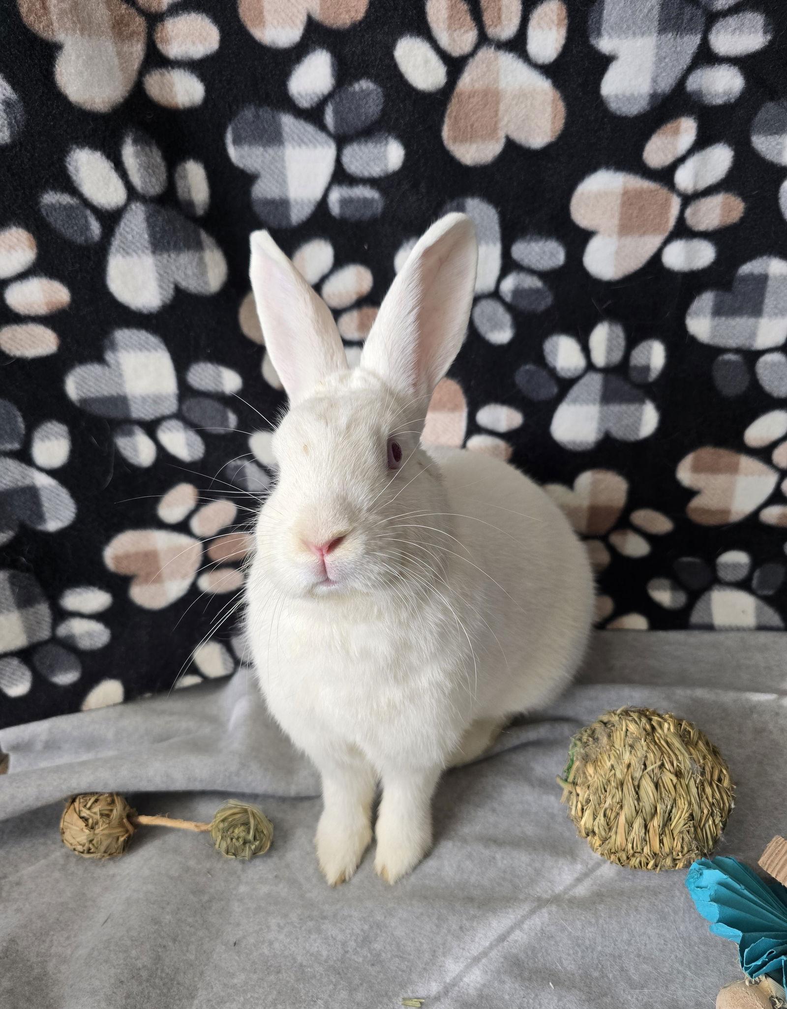 Isaac, Adoptable, Young Male New Zealand & American.