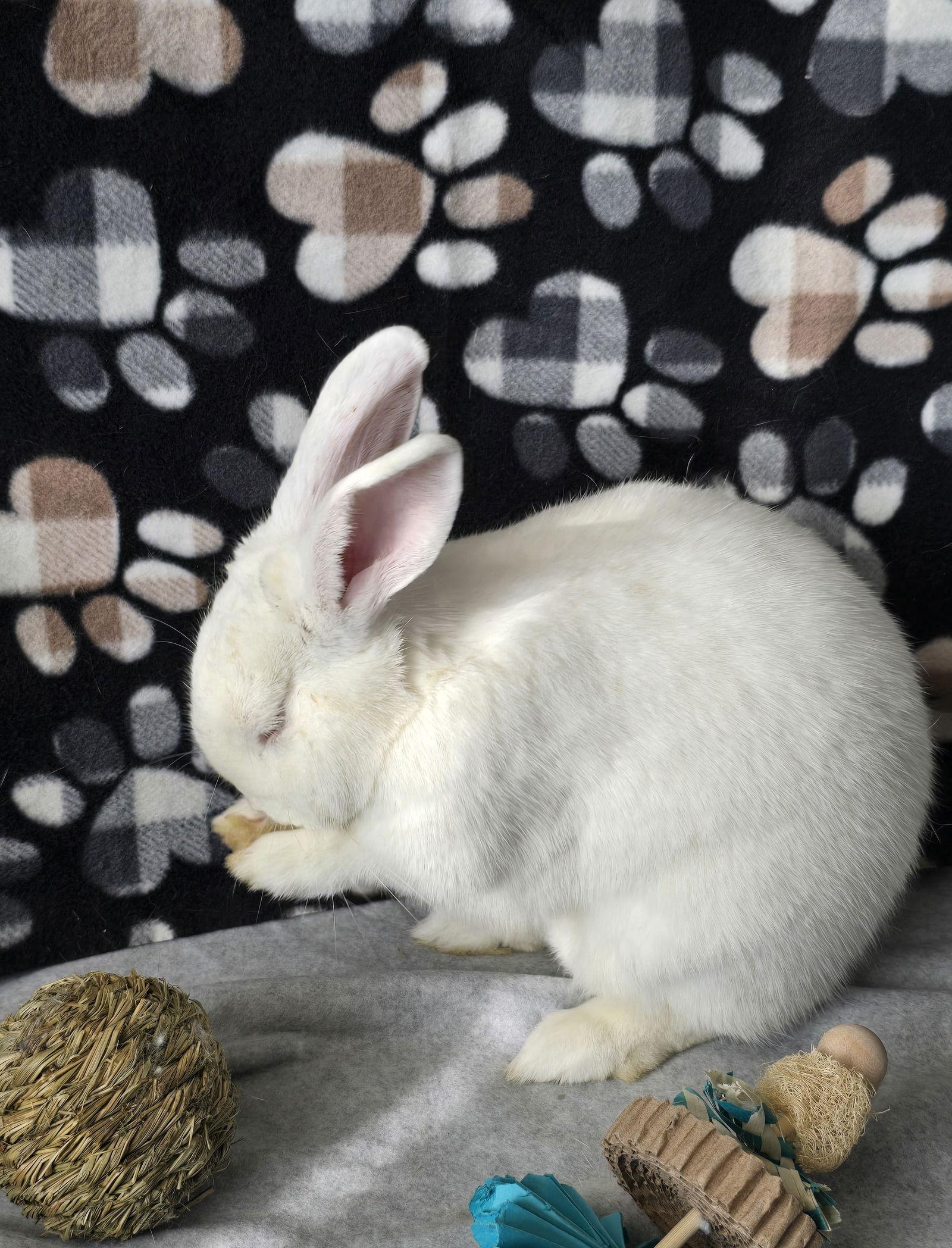 Enlarge Isaac, a Adoptable mixed breed in Philadelphia, PA image 2/3