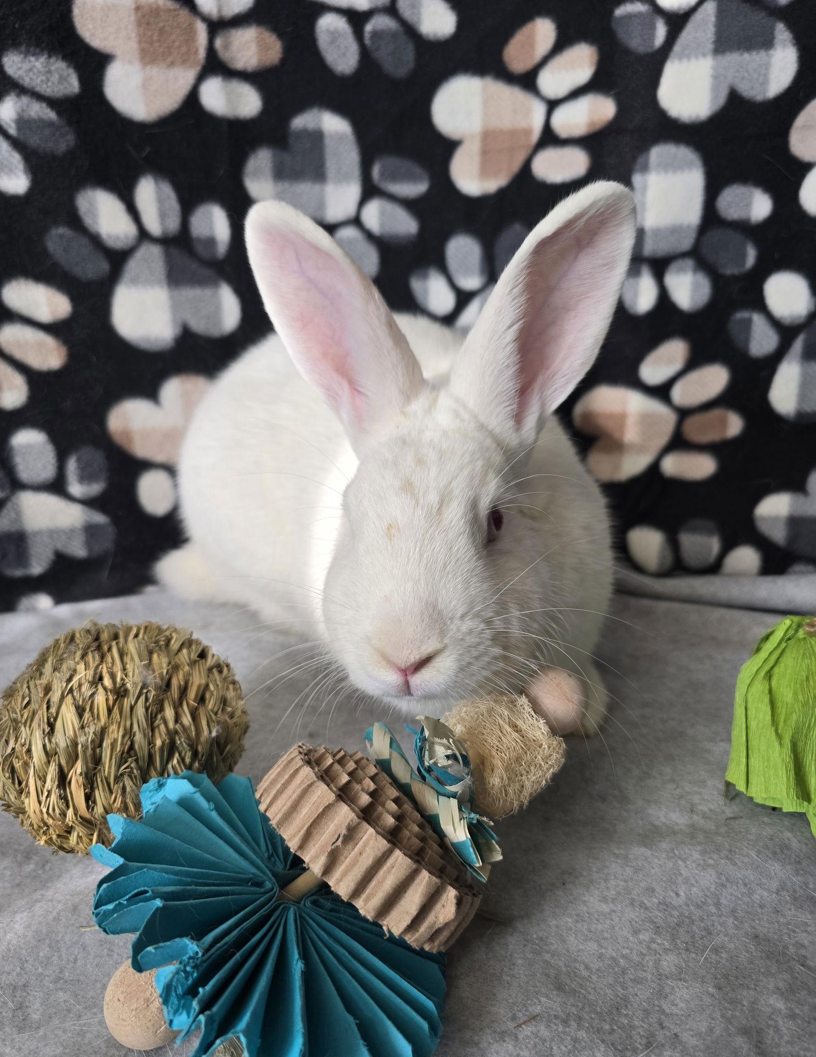 Enlarge Isaac, a Adoptable mixed breed in Philadelphia, PA image 3/3