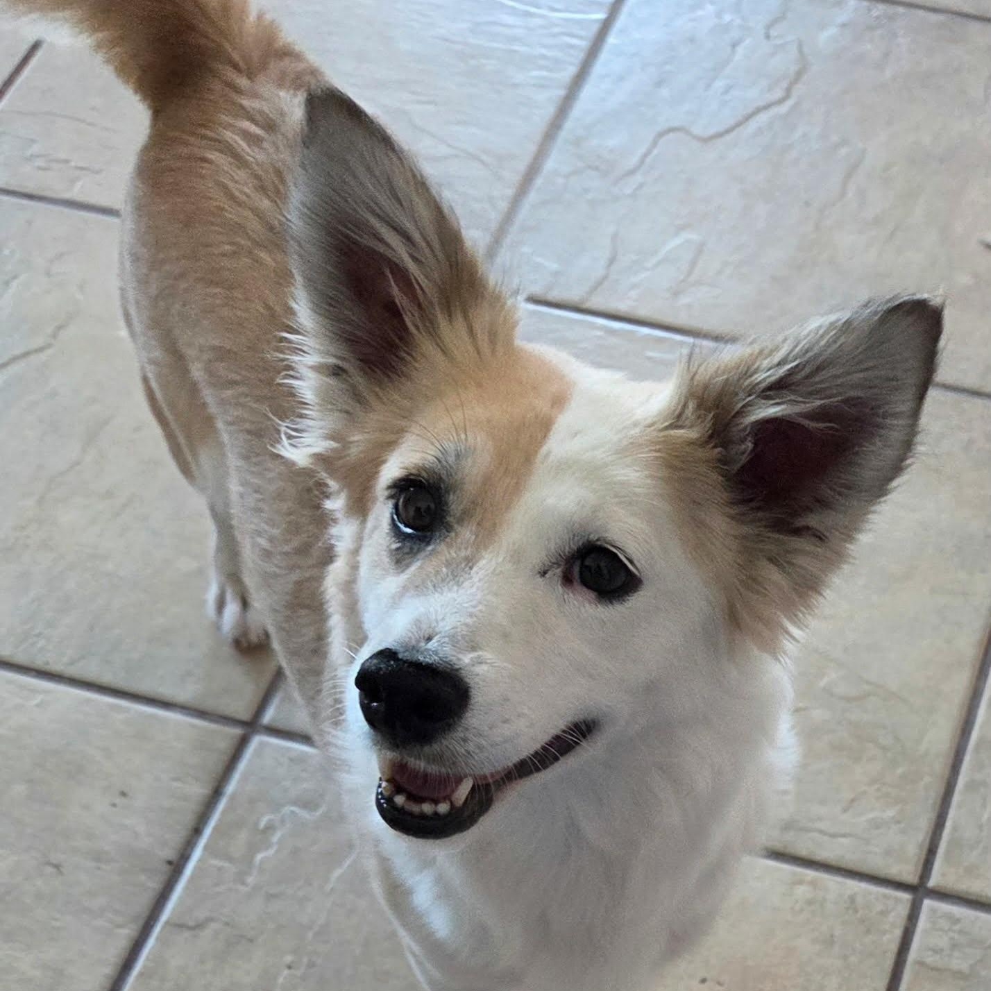 Enlarge NAYA, an adoptable Spitz in Marana, AZ image 1/3