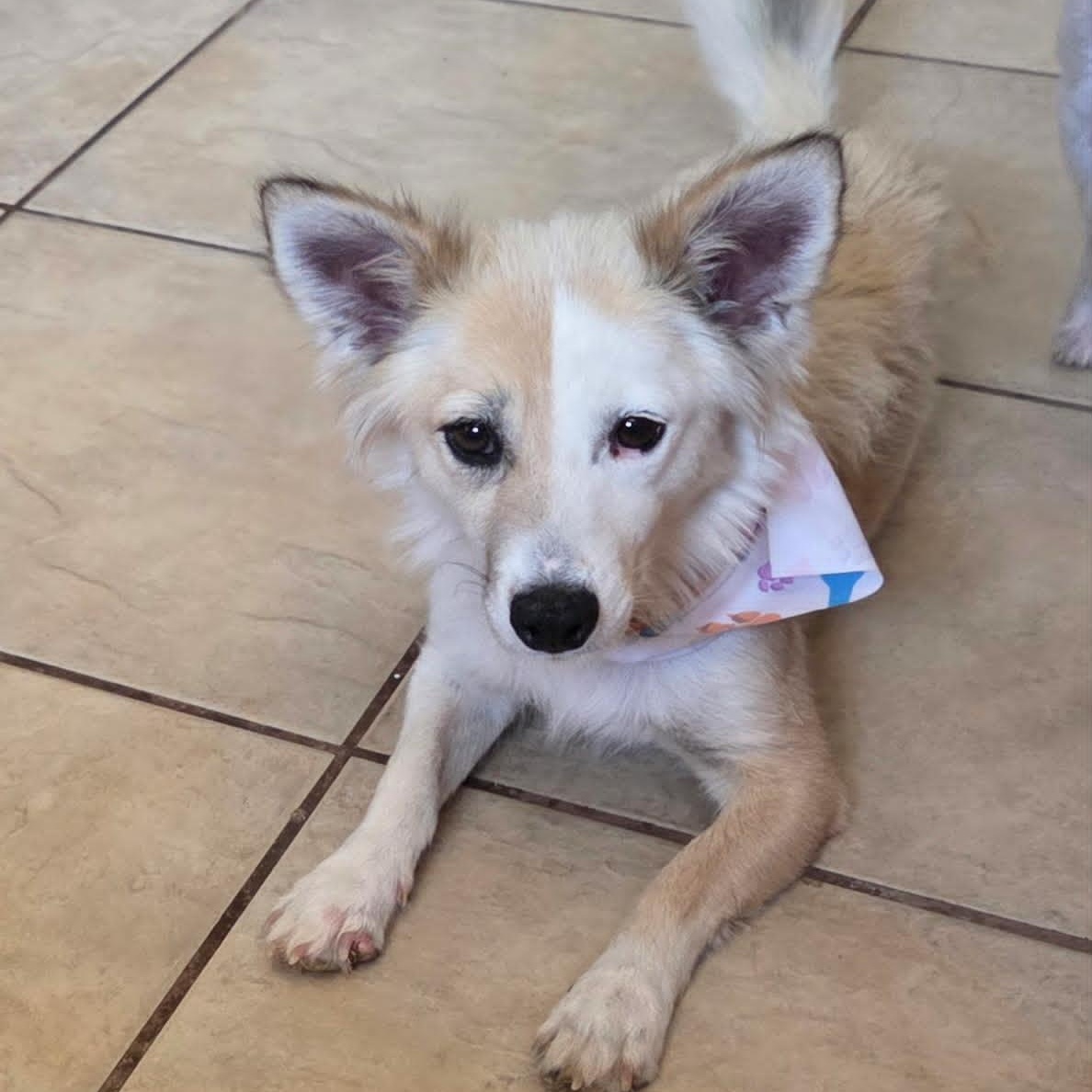Enlarge NAYA, an adoptable Spitz in Marana, AZ image 2/3