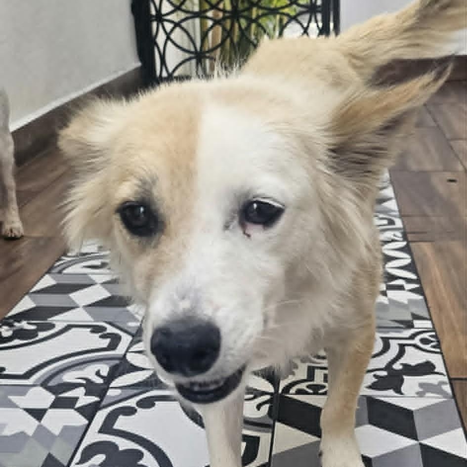 Enlarge NAYA, an adoptable Spitz in Marana, AZ image 3/3