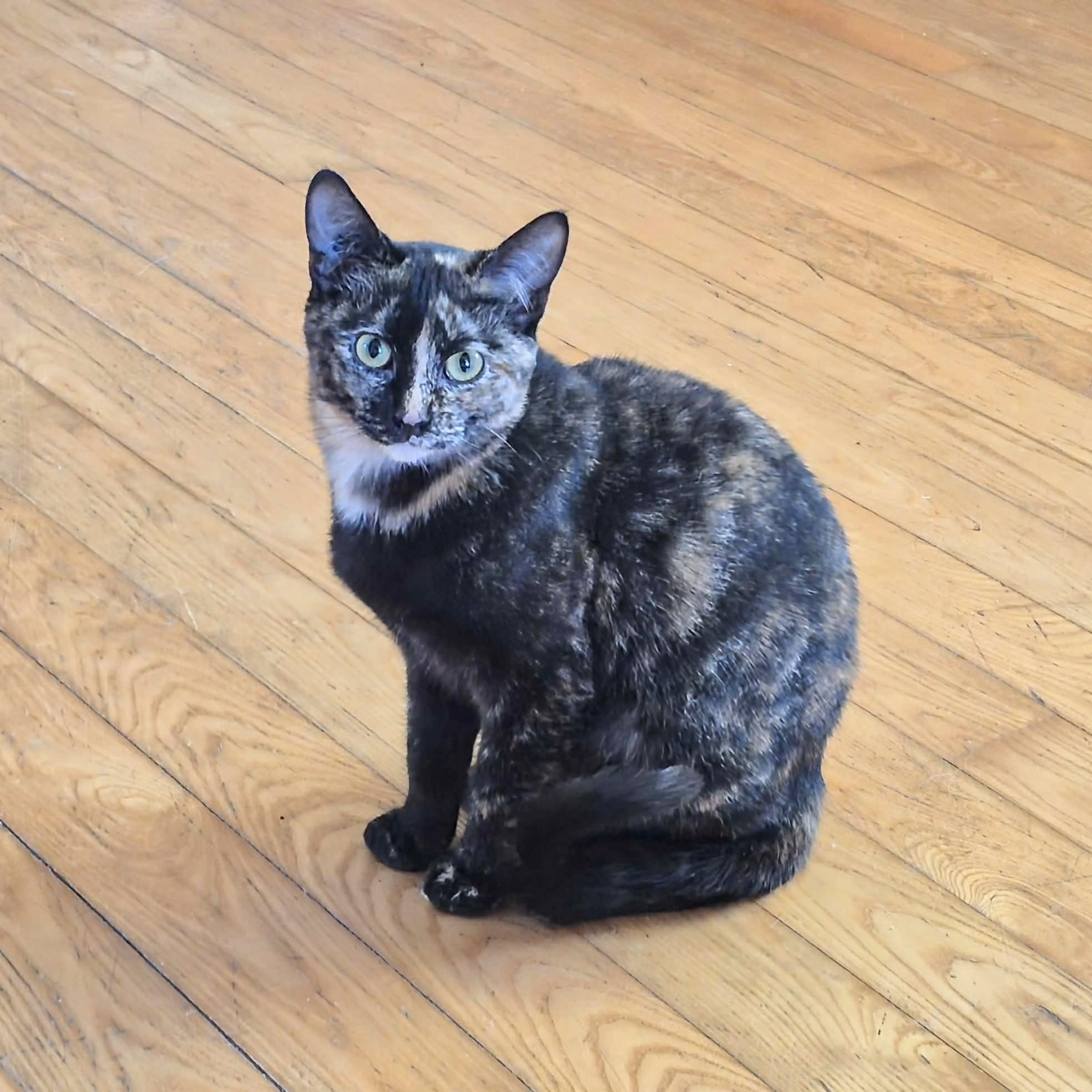Sophie, an adopted Domestic Short Hair in Winnipeg, MB image 1/5