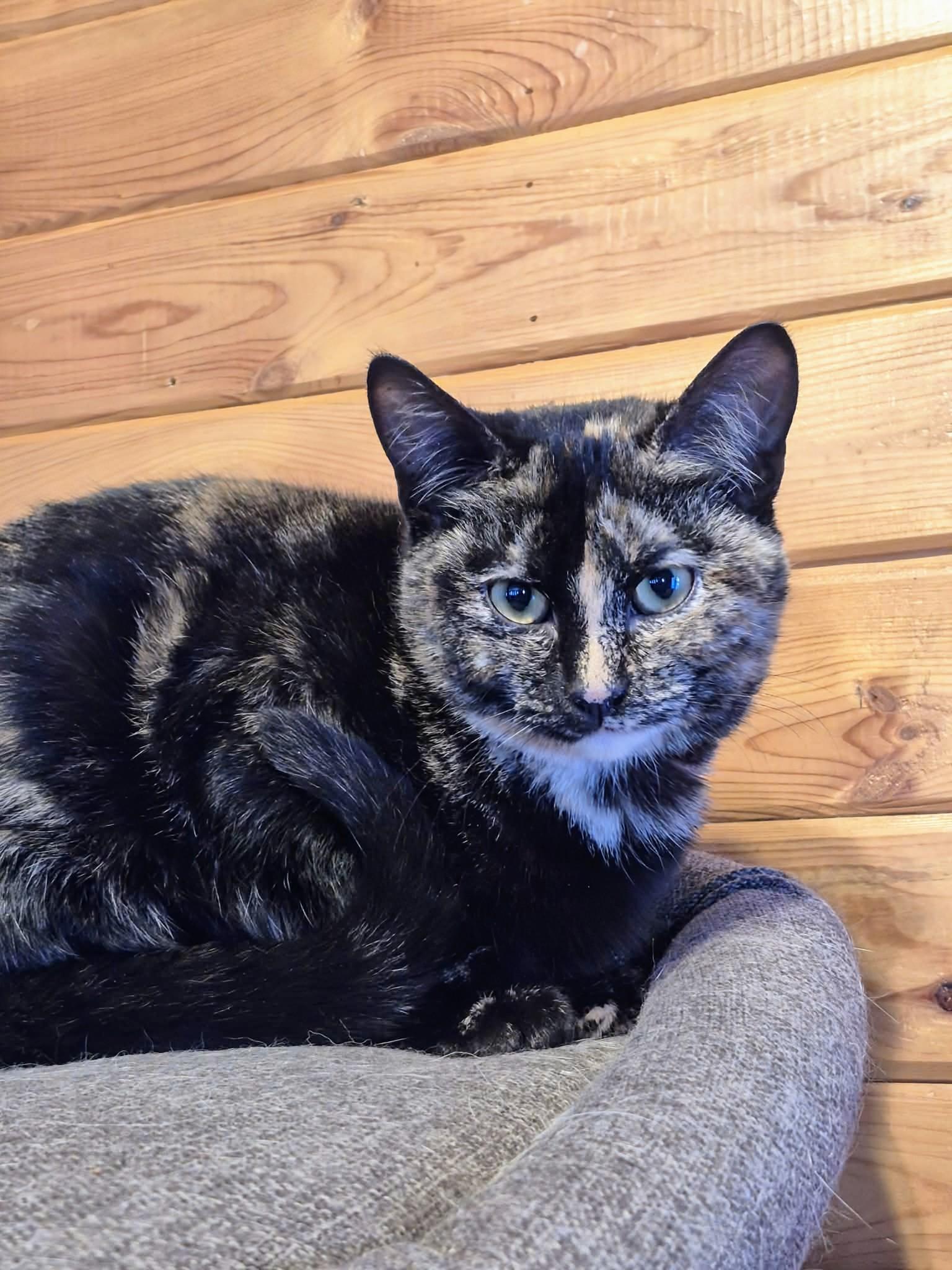 Sophie, an adopted Domestic Short Hair in Winnipeg, MB image 4/5