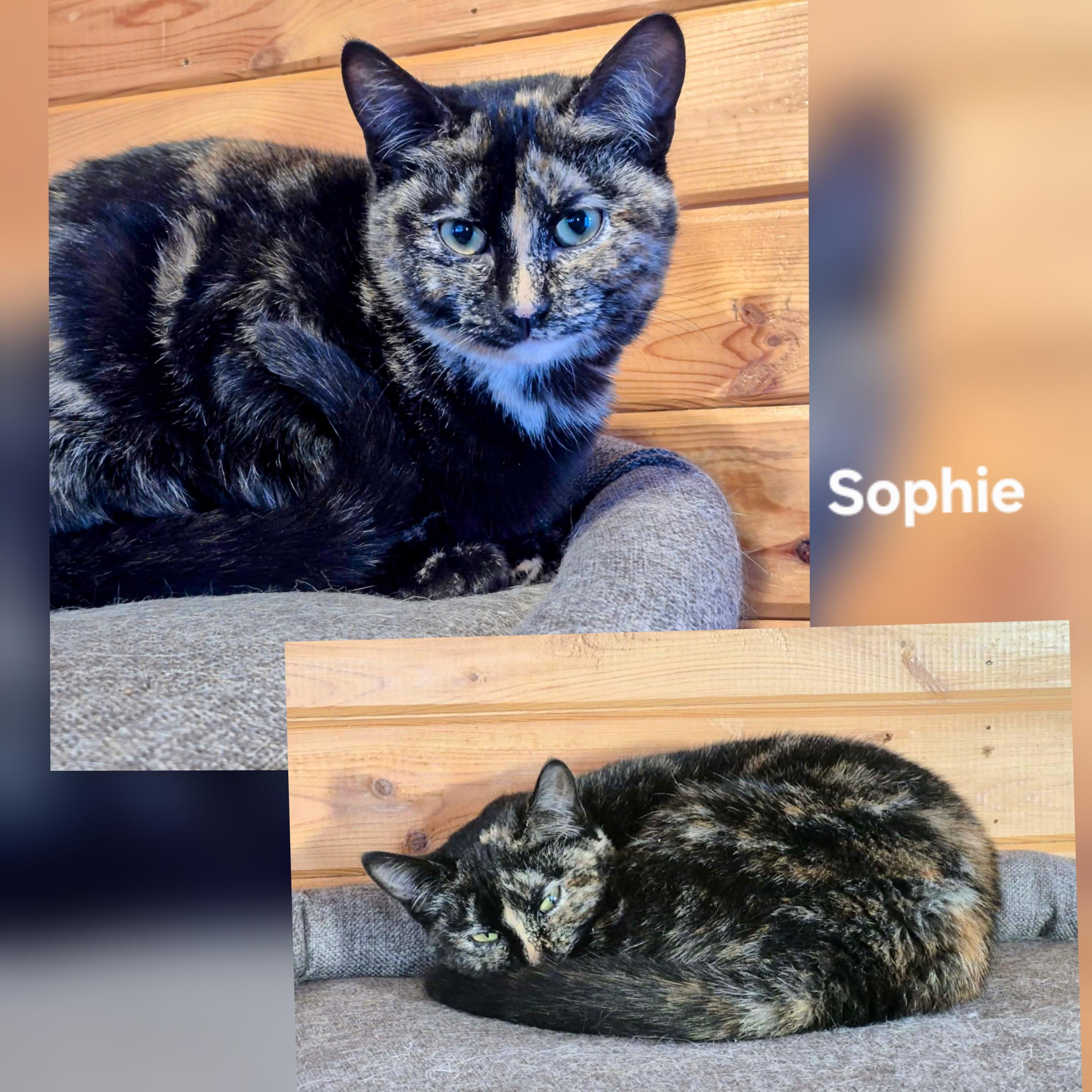 Enlarge Sophie, a ADOPTABLE Domestic Short Hair in Winnipeg, MB image 1/1