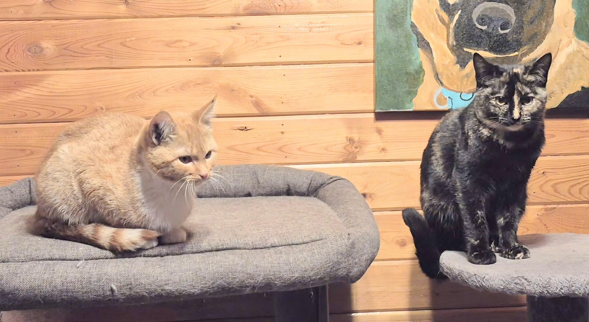 Sophie, an adopted Domestic Short Hair in Winnipeg, MB image 3/5