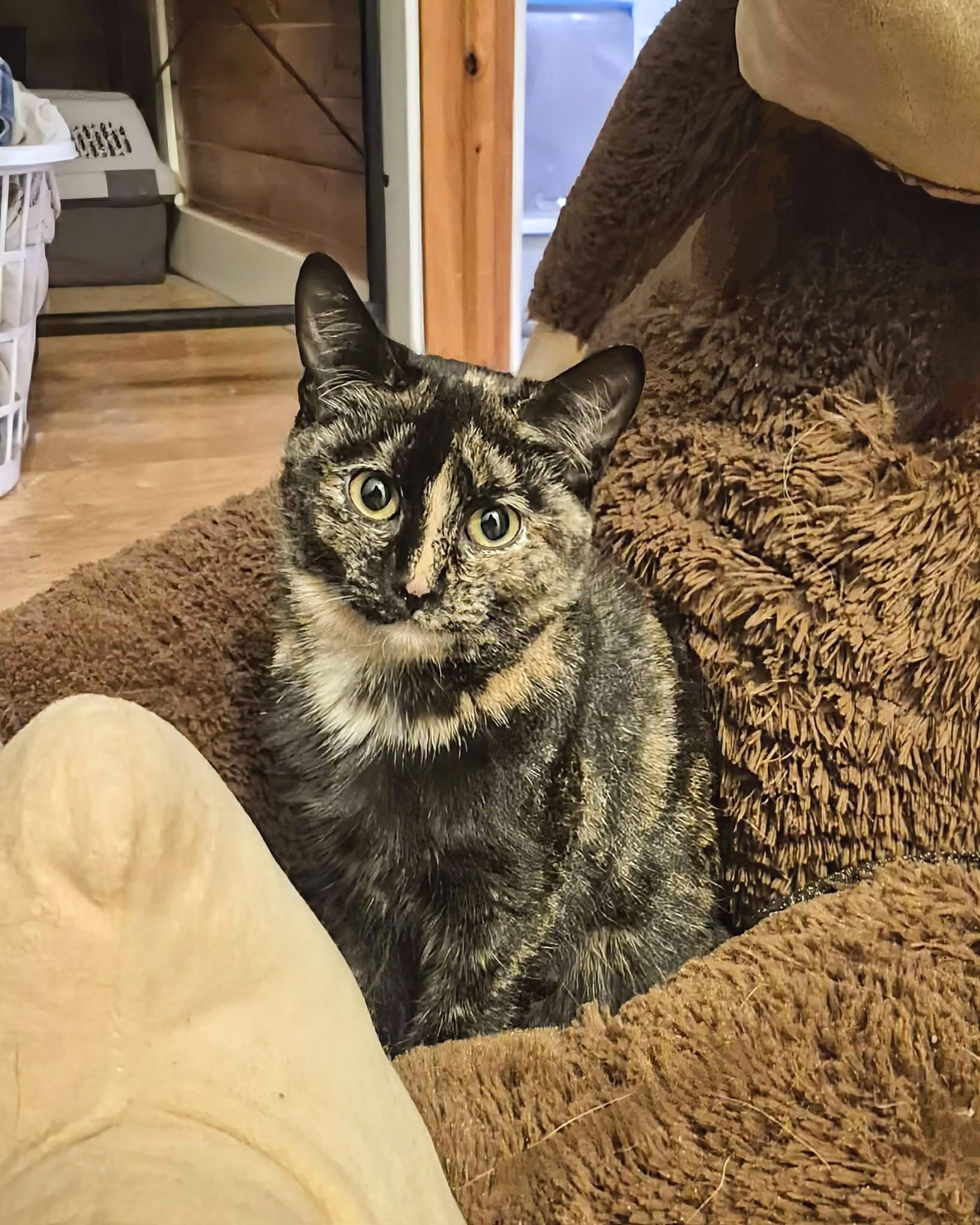 Sophie, an adopted Domestic Short Hair in Winnipeg, MB image 2/5