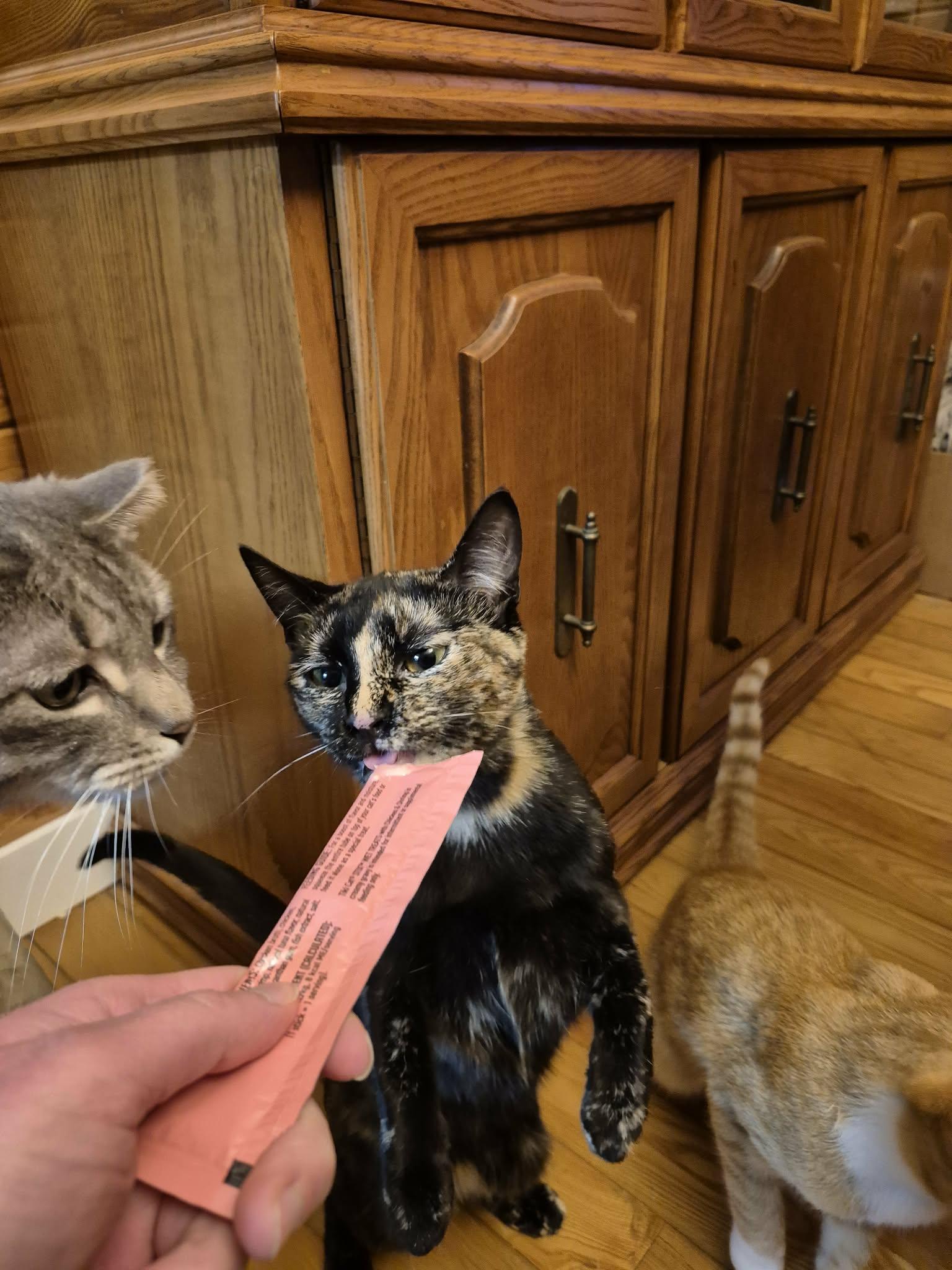 Sophie, an adopted Domestic Short Hair in Winnipeg, MB image 5/5