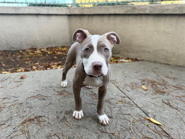 DRIZZLE, Adoptable, Puppy Female Pit Bull Terrier.