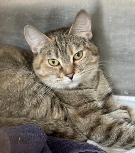 BONJOUR, Adoptable, Adult Female Domestic Short Hair.