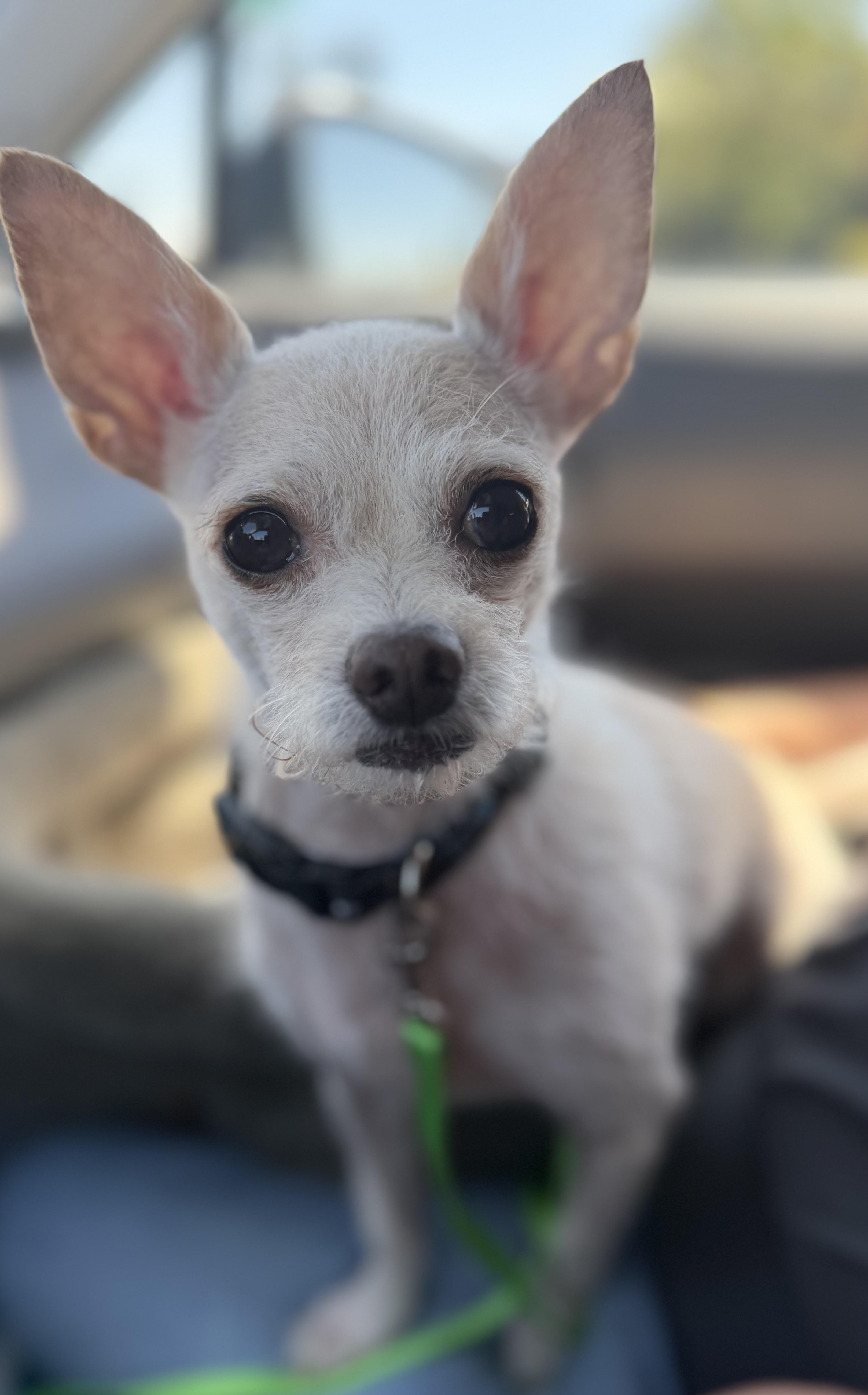 Scotty, a Adoptable mixed breed in Yuba City, CA image 4/6