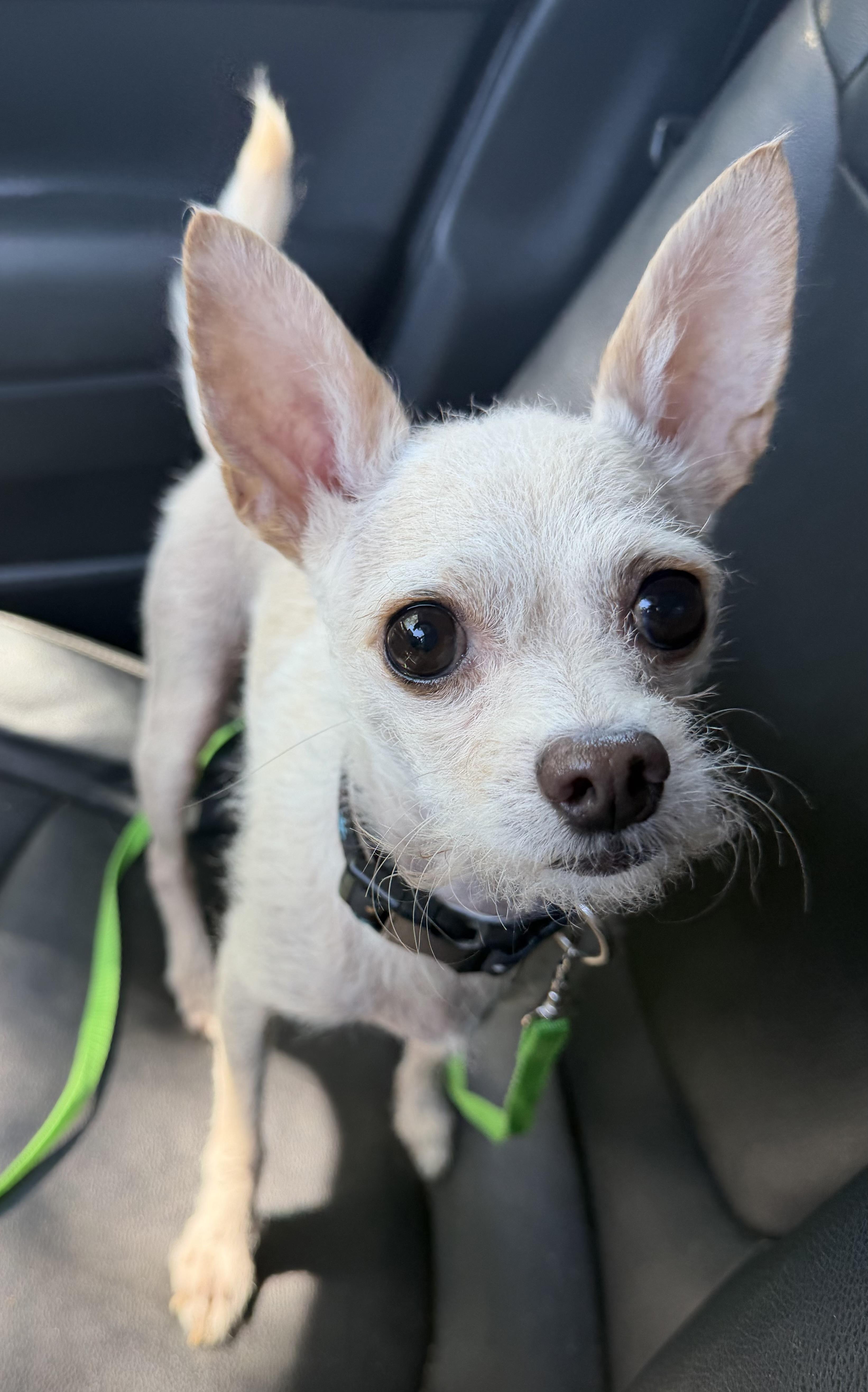 Scotty, a Adoptable mixed breed in Yuba City, CA image 3/6