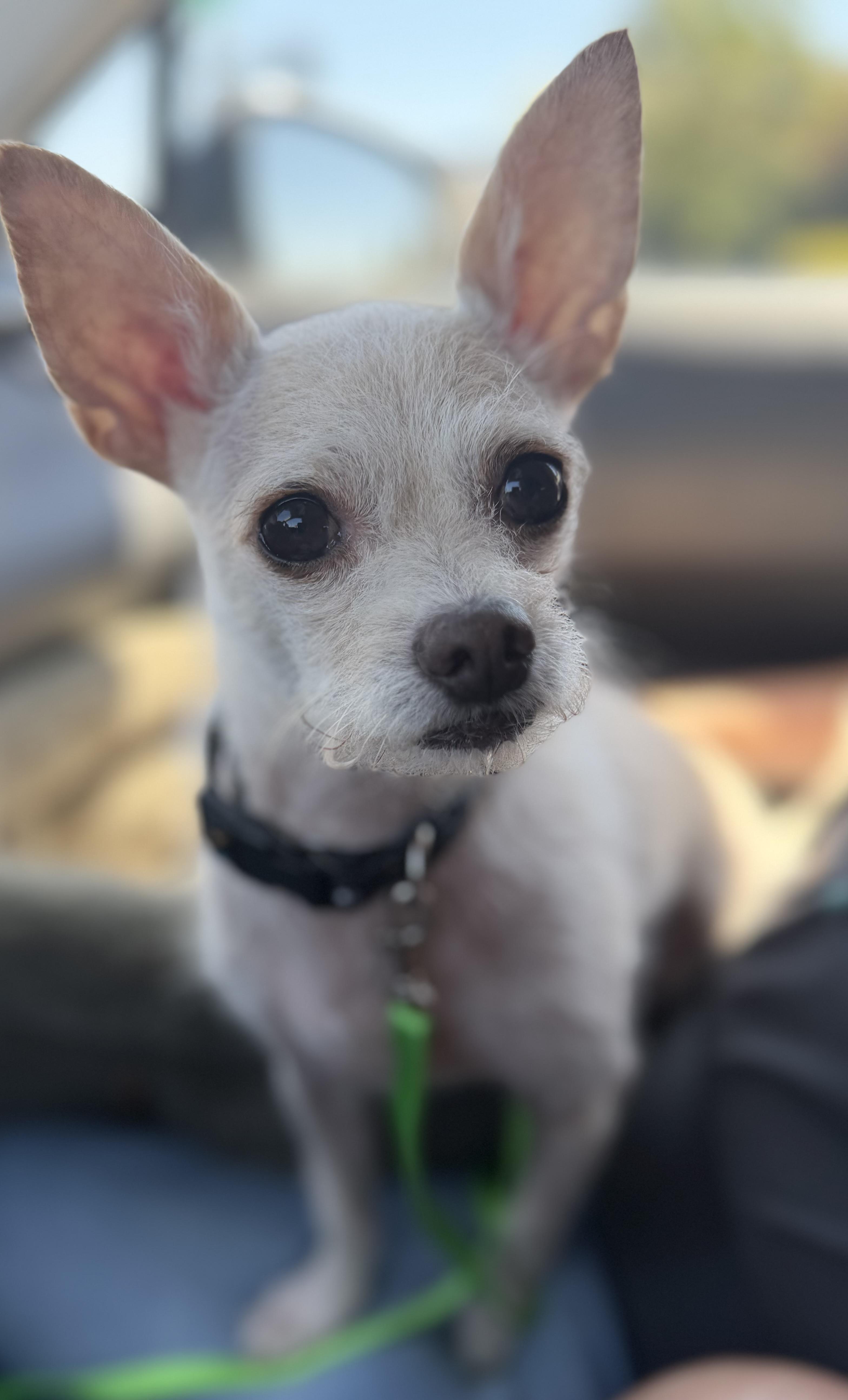 Scotty, a Adoptable mixed breed in Yuba City, CA image 5/6