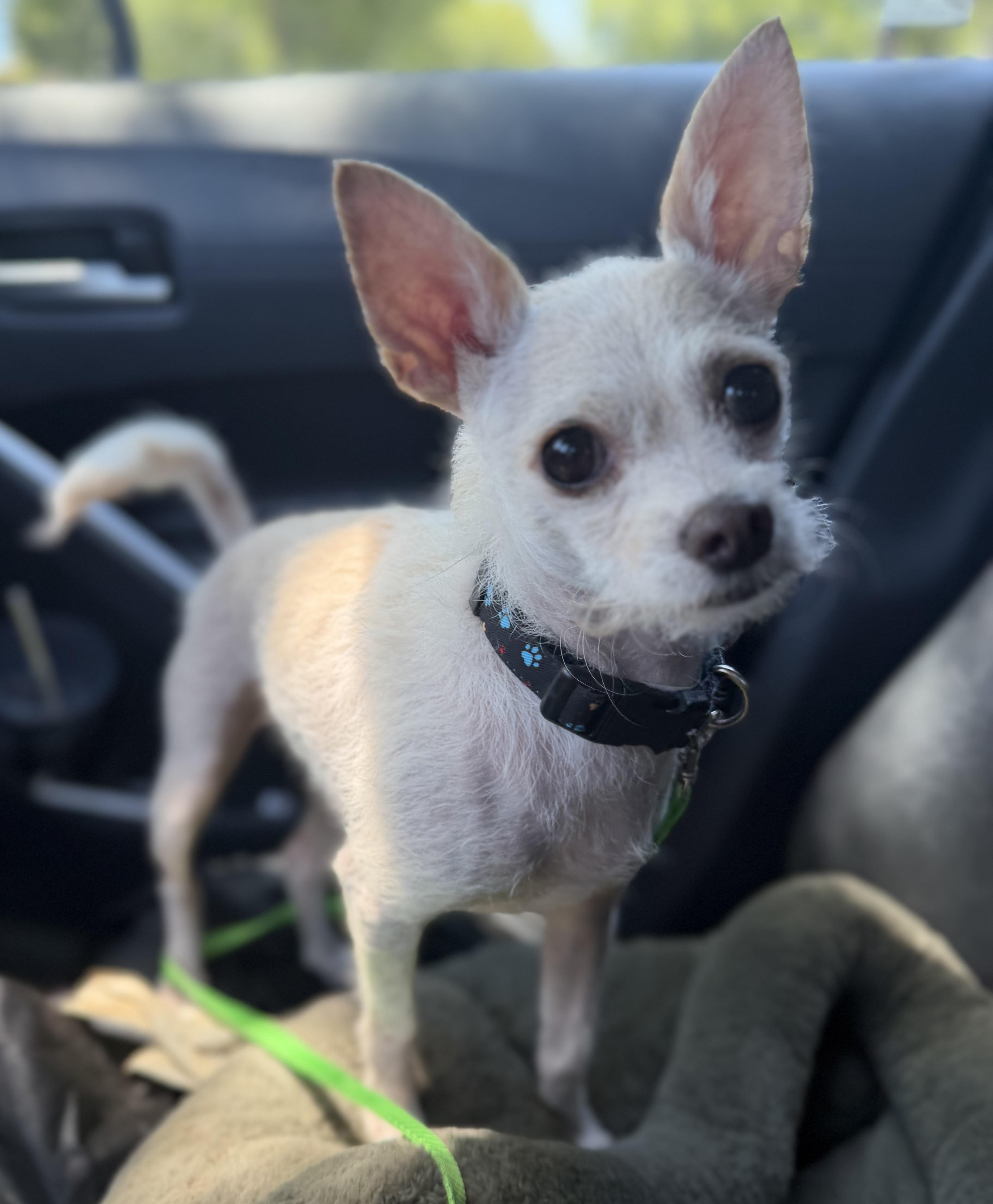 Scotty, Adoptable, Young Male Chihuahua & Poodle.