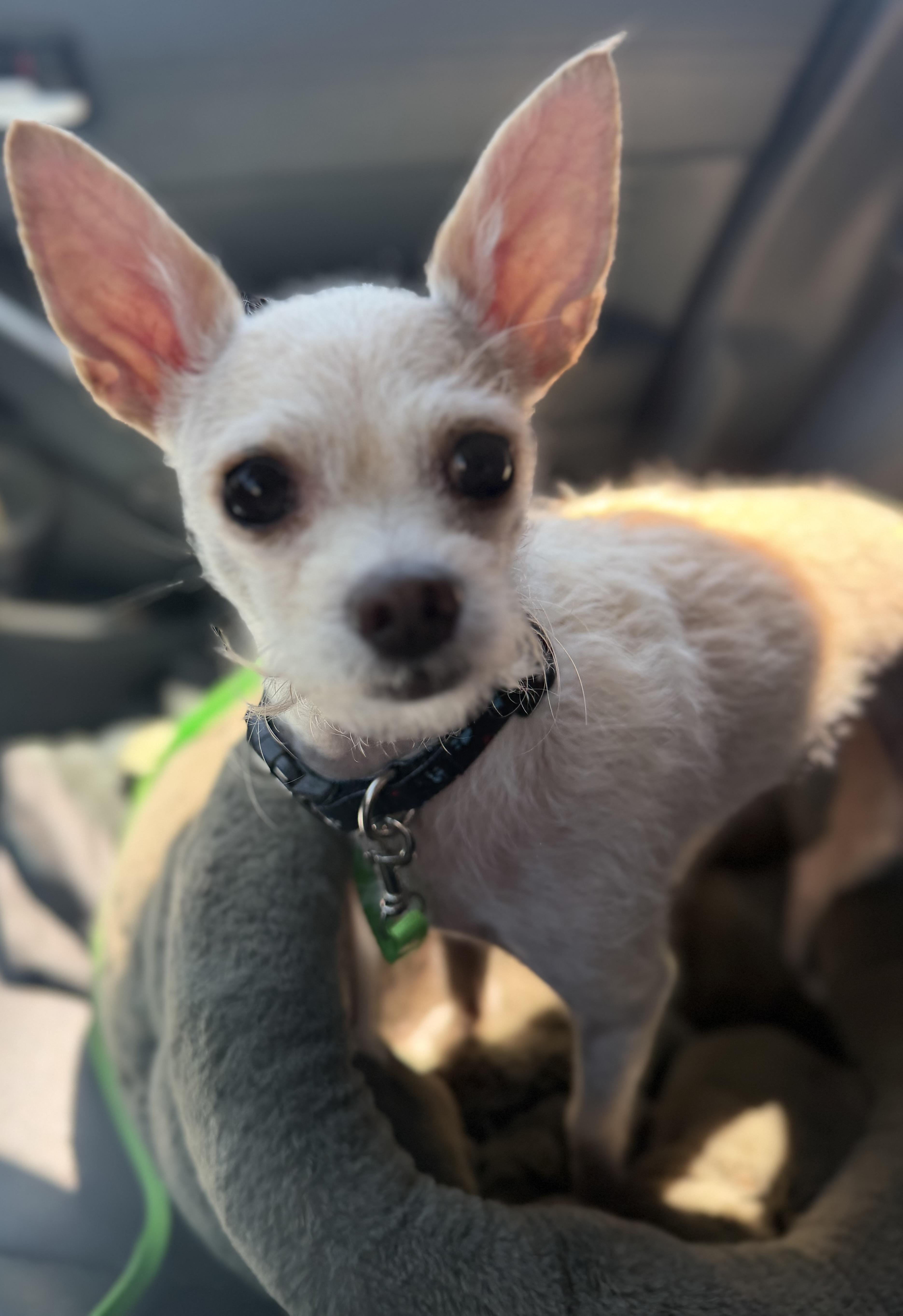 Scotty, a Adoptable mixed breed in Yuba City, CA image 2/6