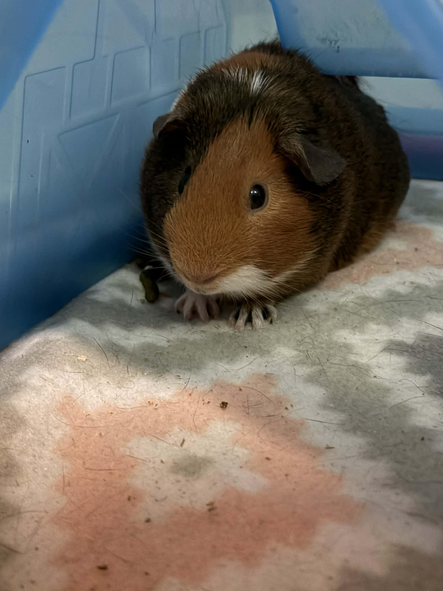 Reese and Cookie, Adoptable, Adult Male Guinea Pig.