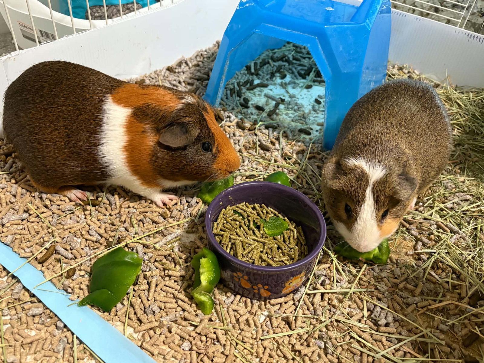 Enlarge Reese and Cookie, a Adoptable Guinea Pig in Aurora, IL image 2/3